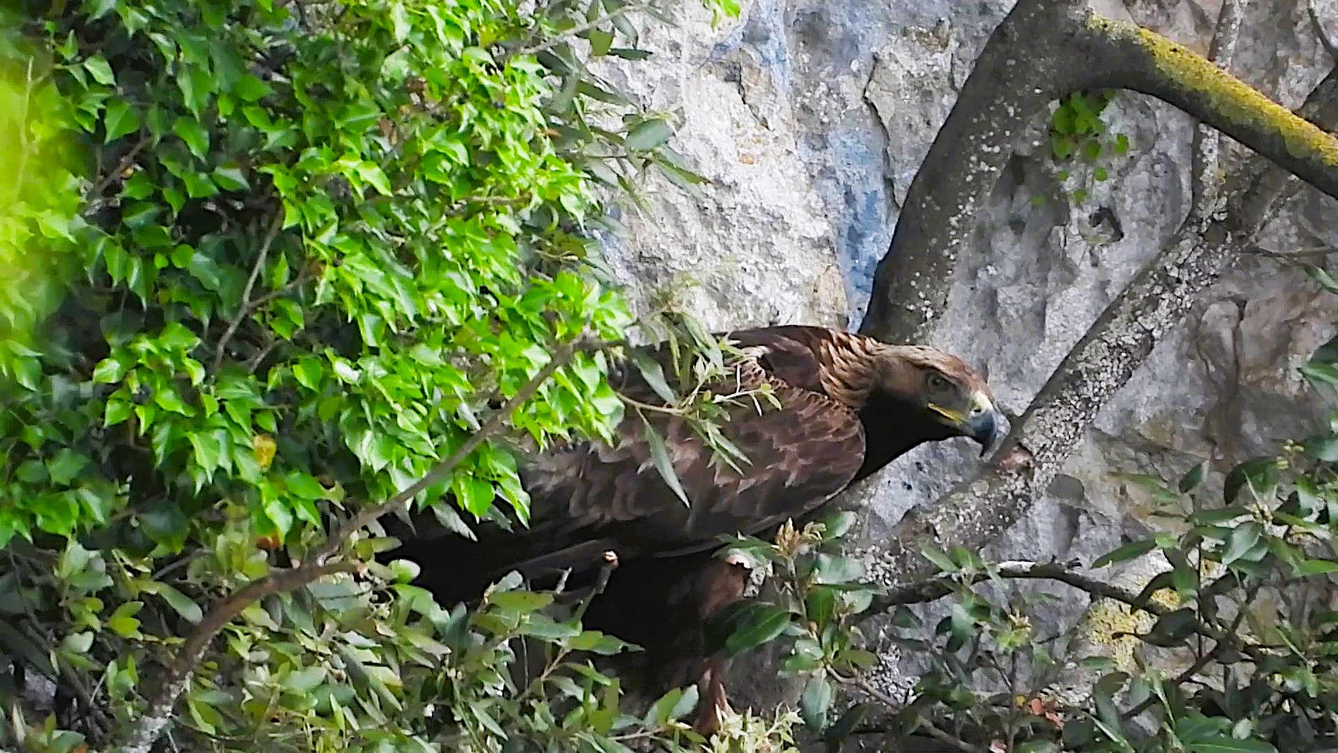 Eagle of the Melfa Gorges
