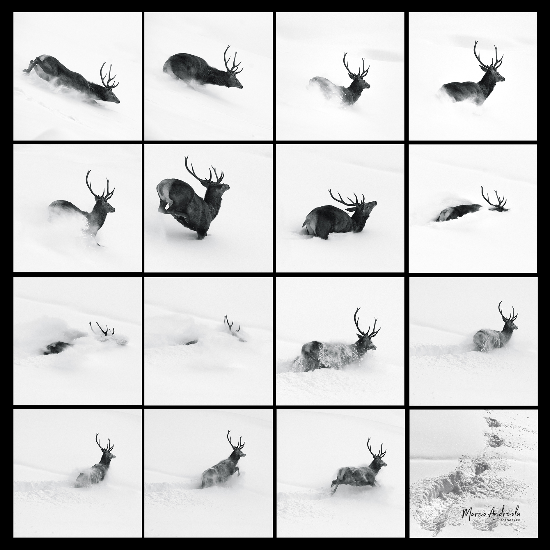 Sequenza  Parco Nazionale dello Stelvio