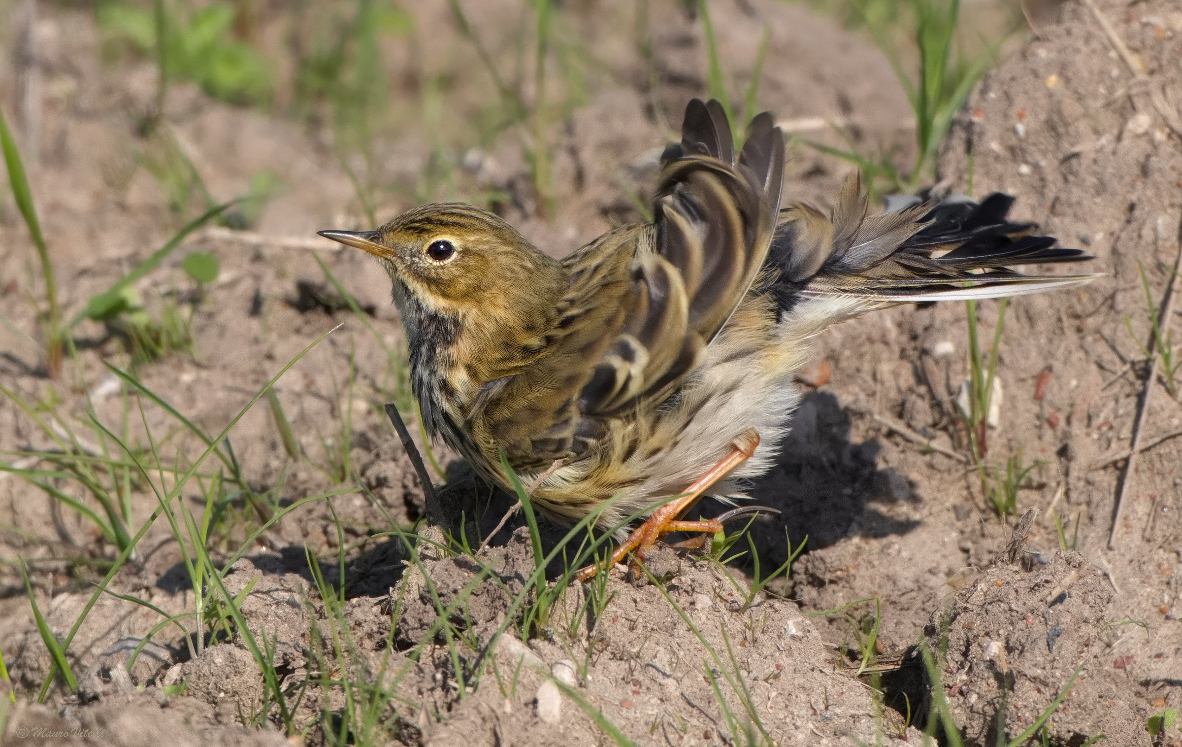 "Ruffled" pipit