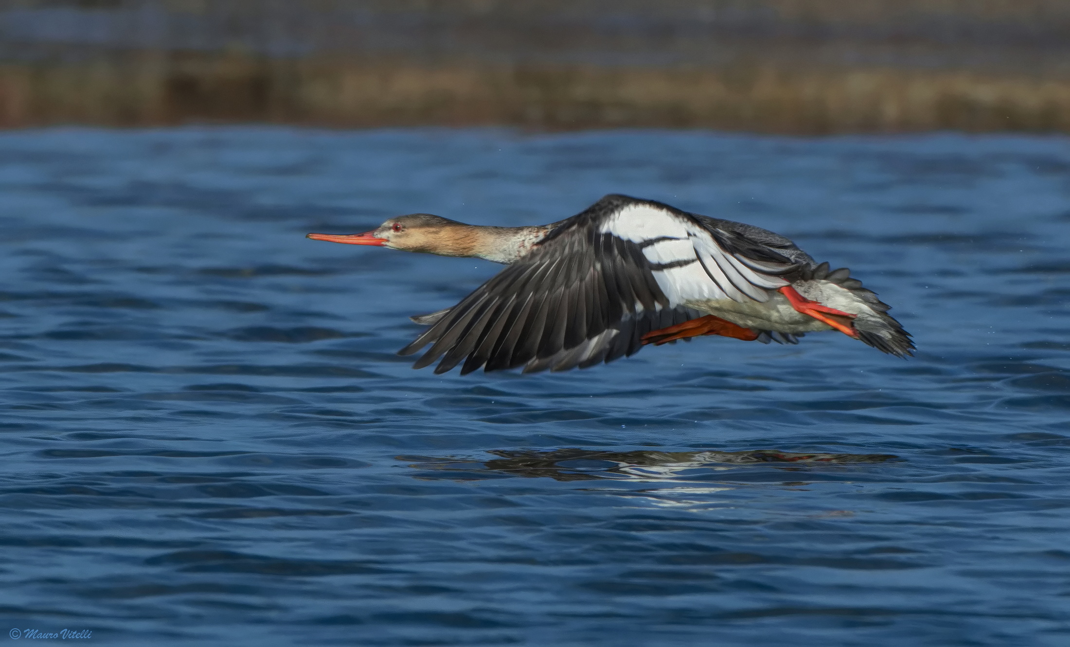 Lesser Merganser (Mergus serrator)