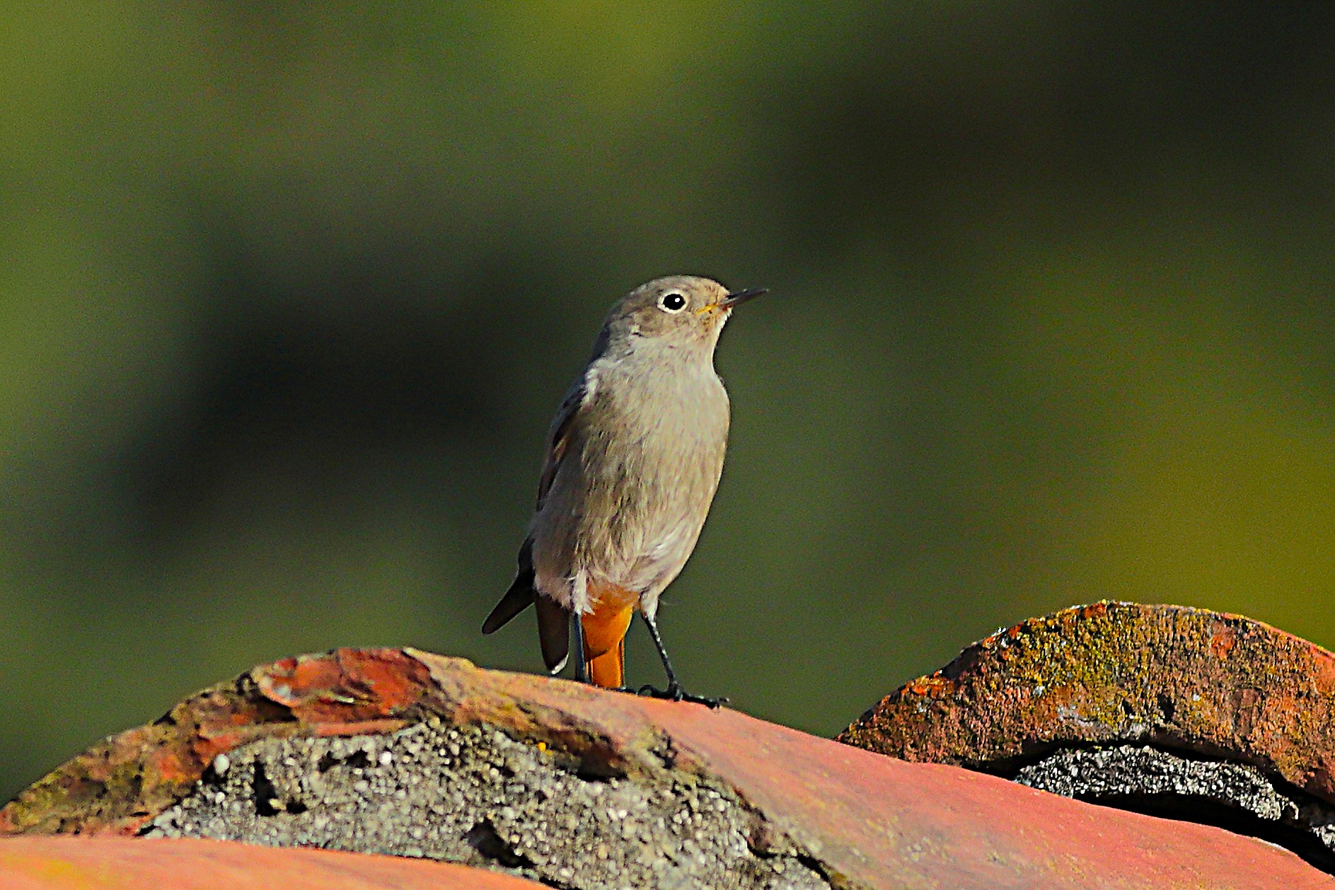 Codirosso S F 04 novembre 2024 - 0013