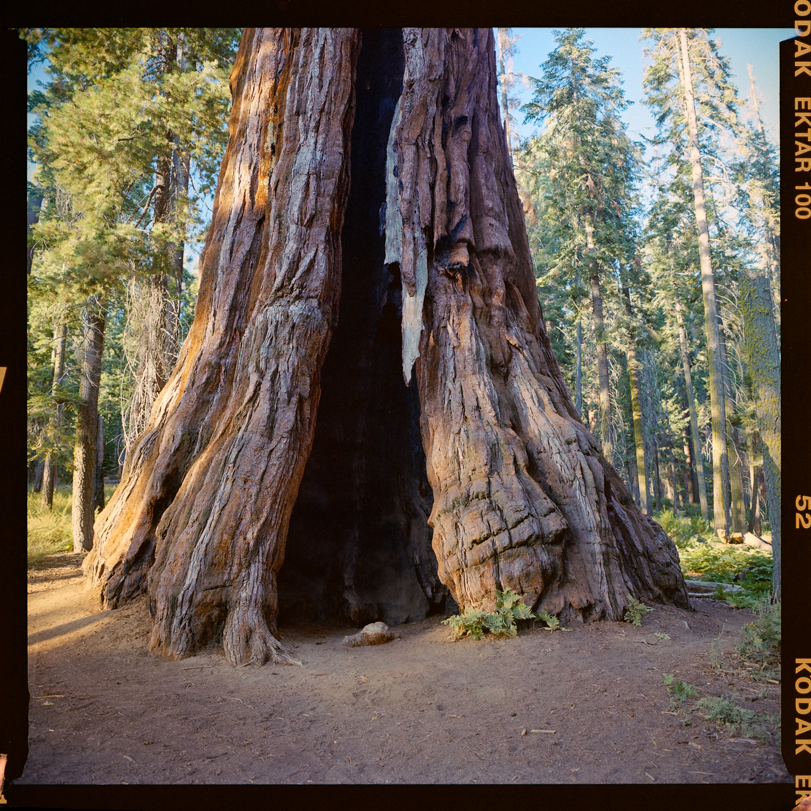 Sequoia