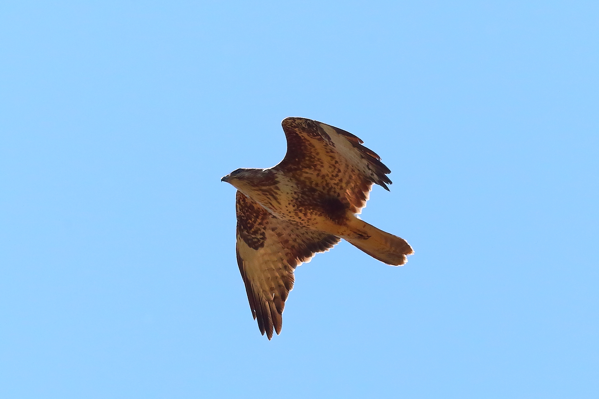 Poiana 09 maggio 2024 - 9017