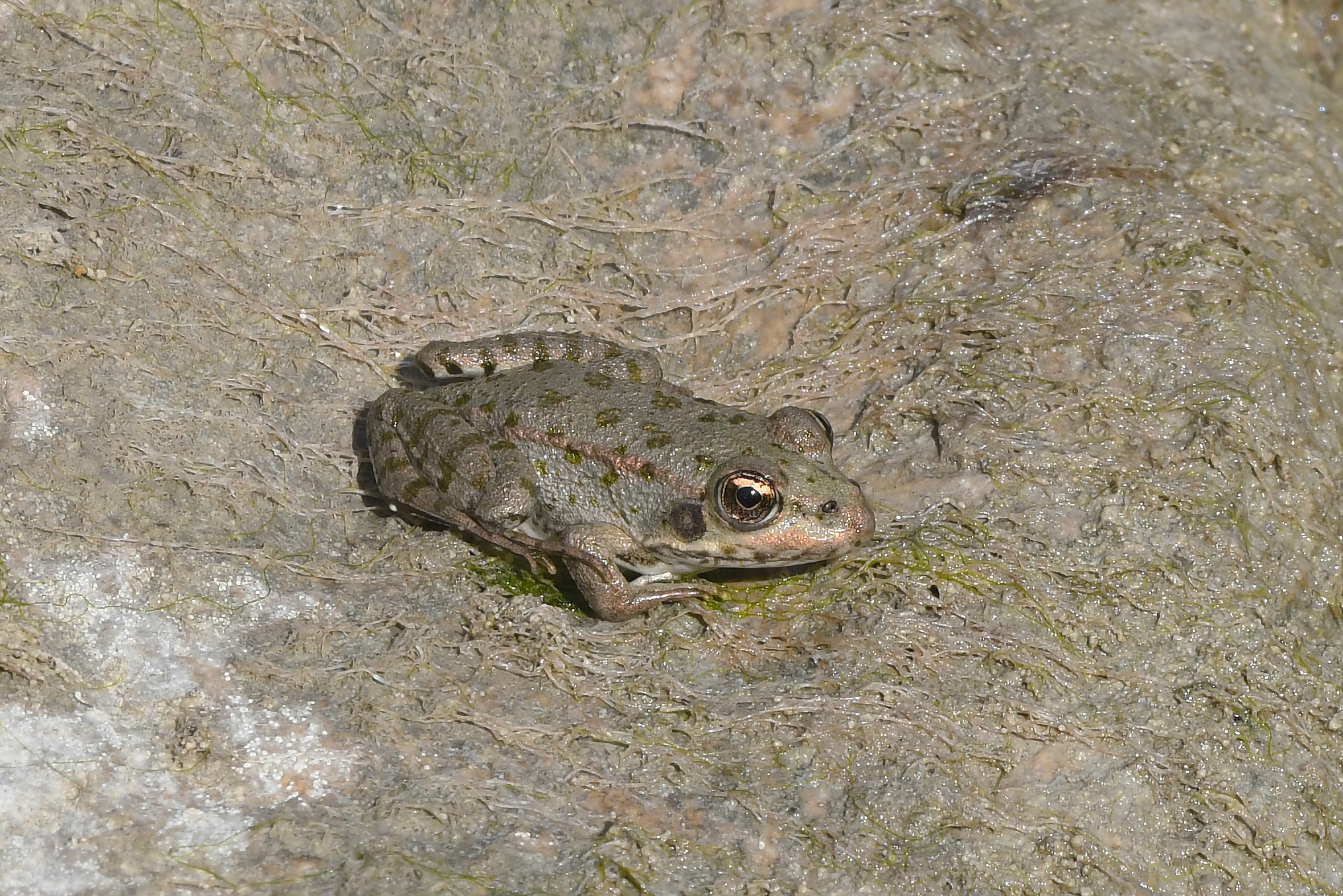 Apennine frog (Rana italica)