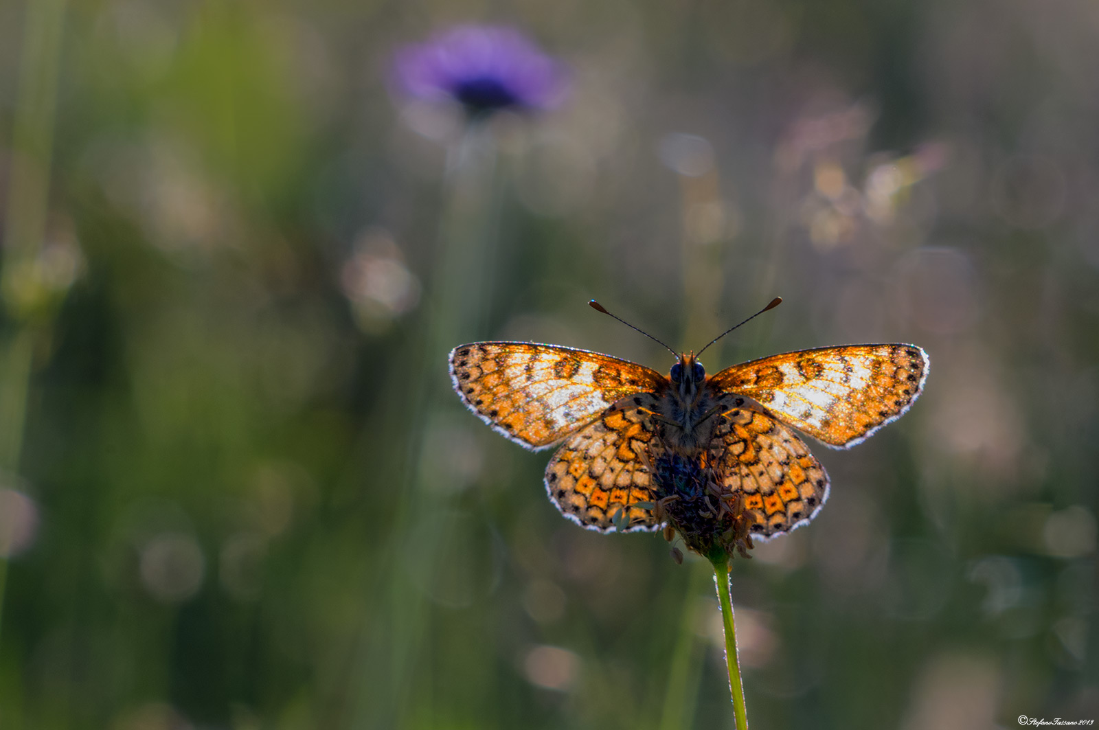 Melitaea cinxia