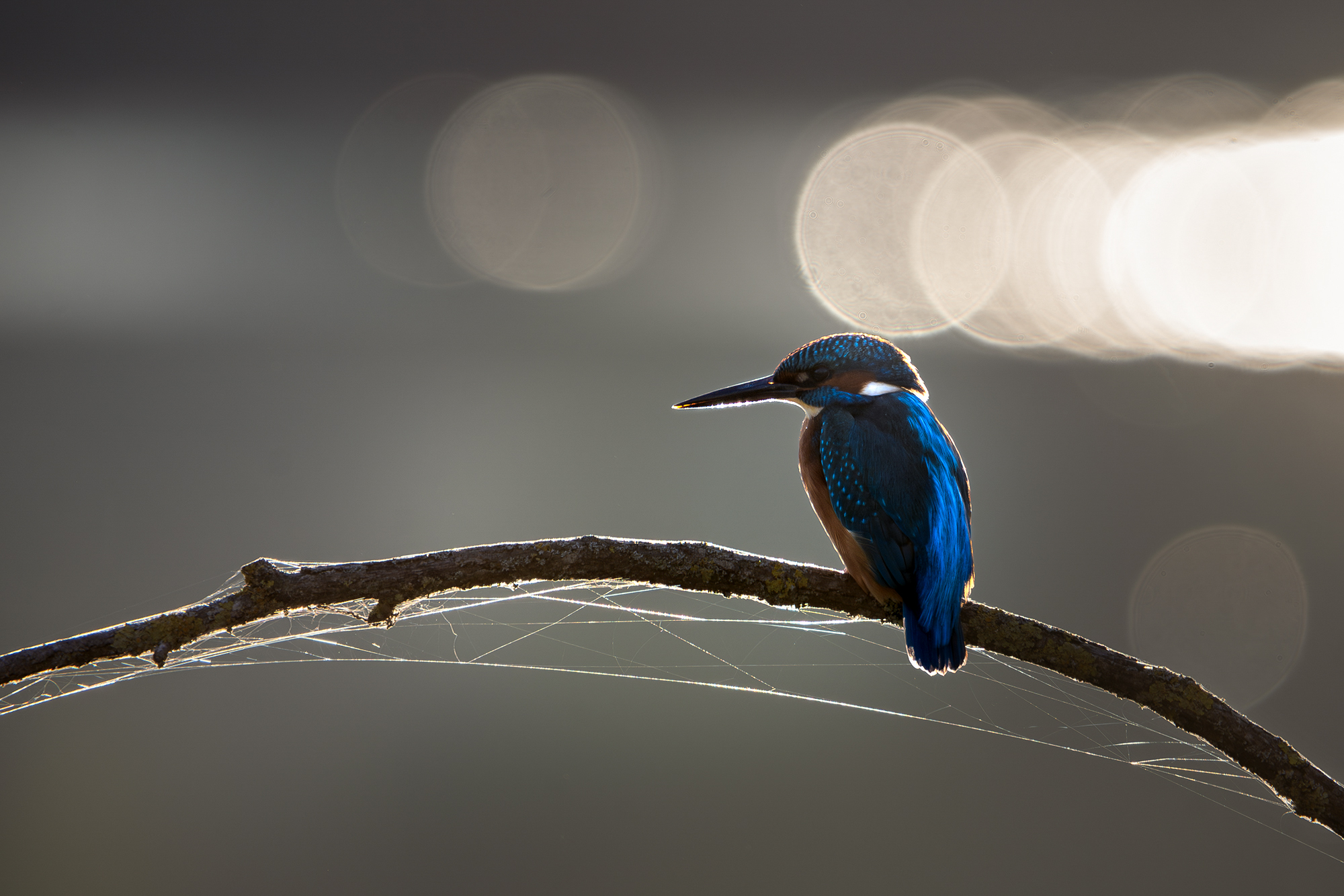 Martin Pescatore in controluce