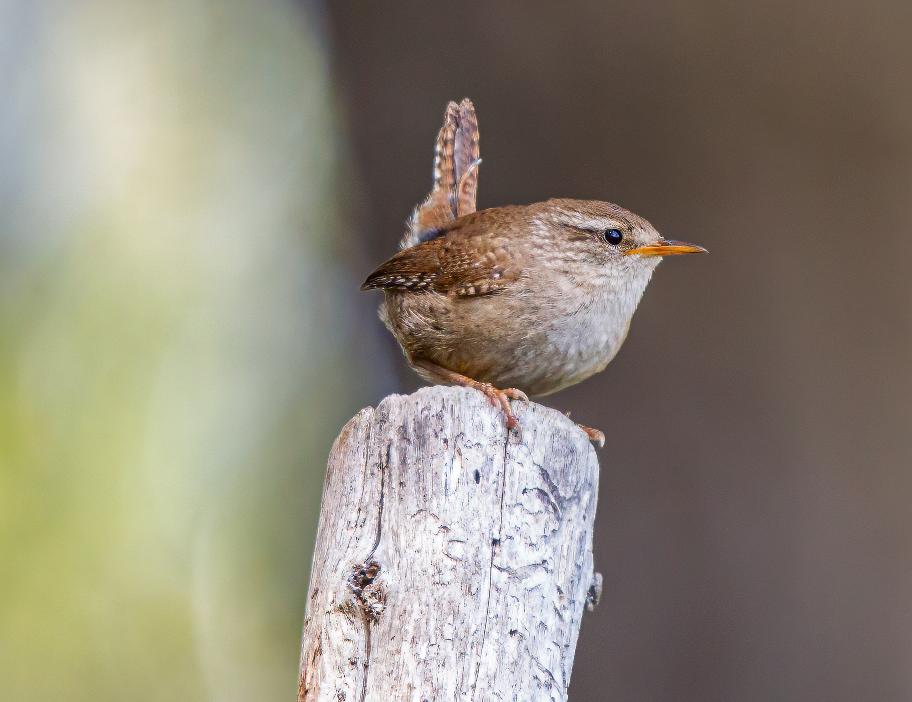 Wren