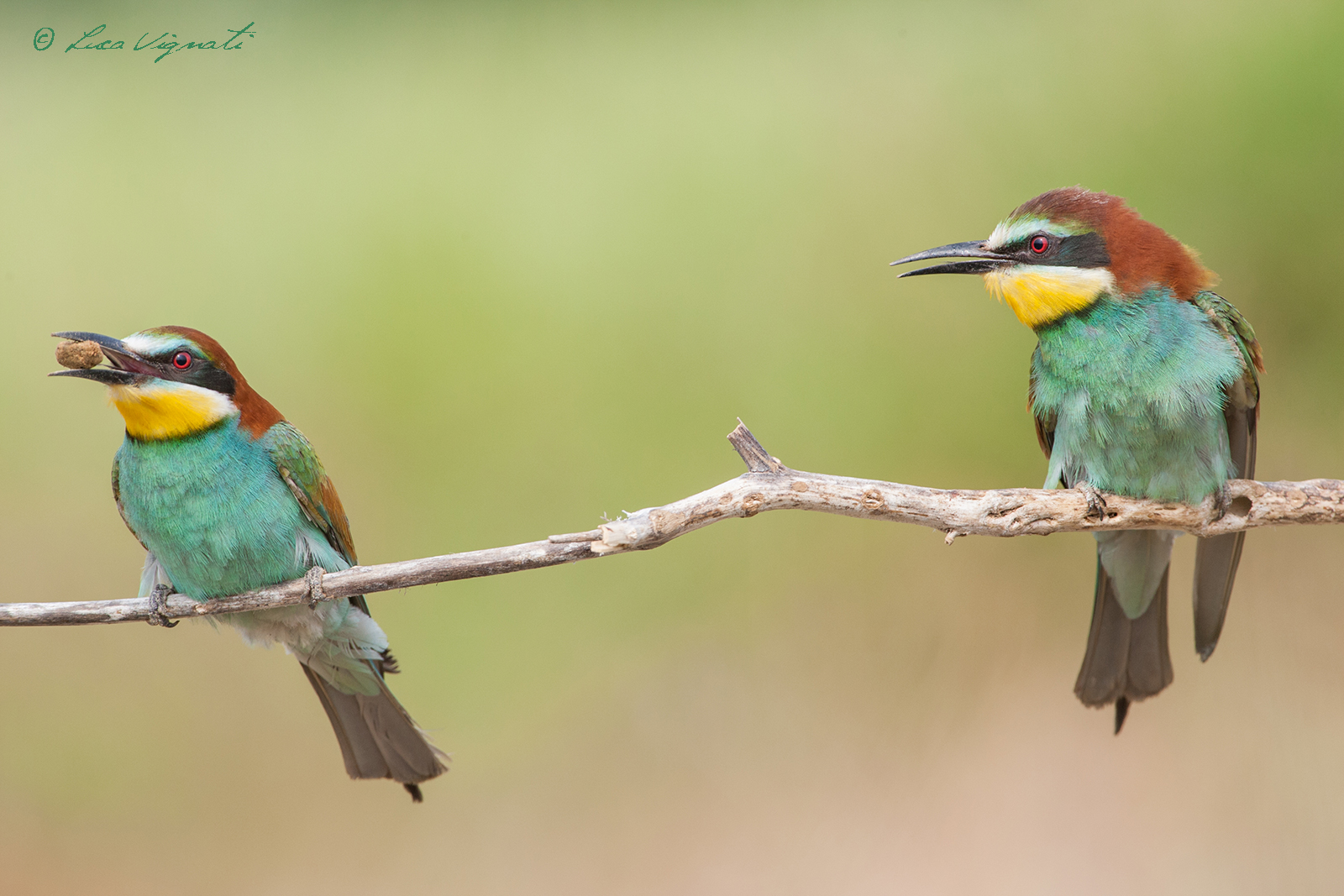 and give me what? a stone??