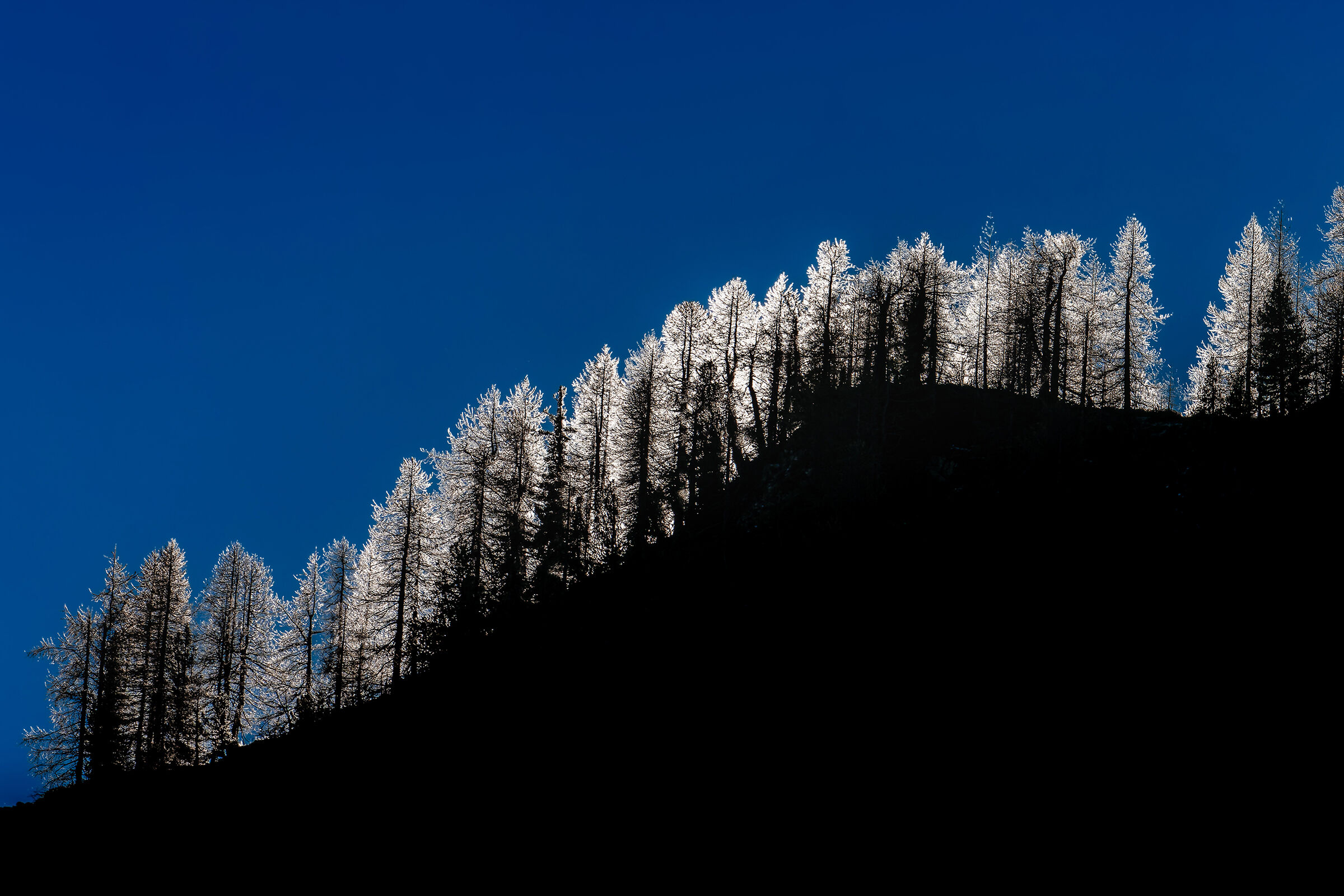 Larch trees illuminated
