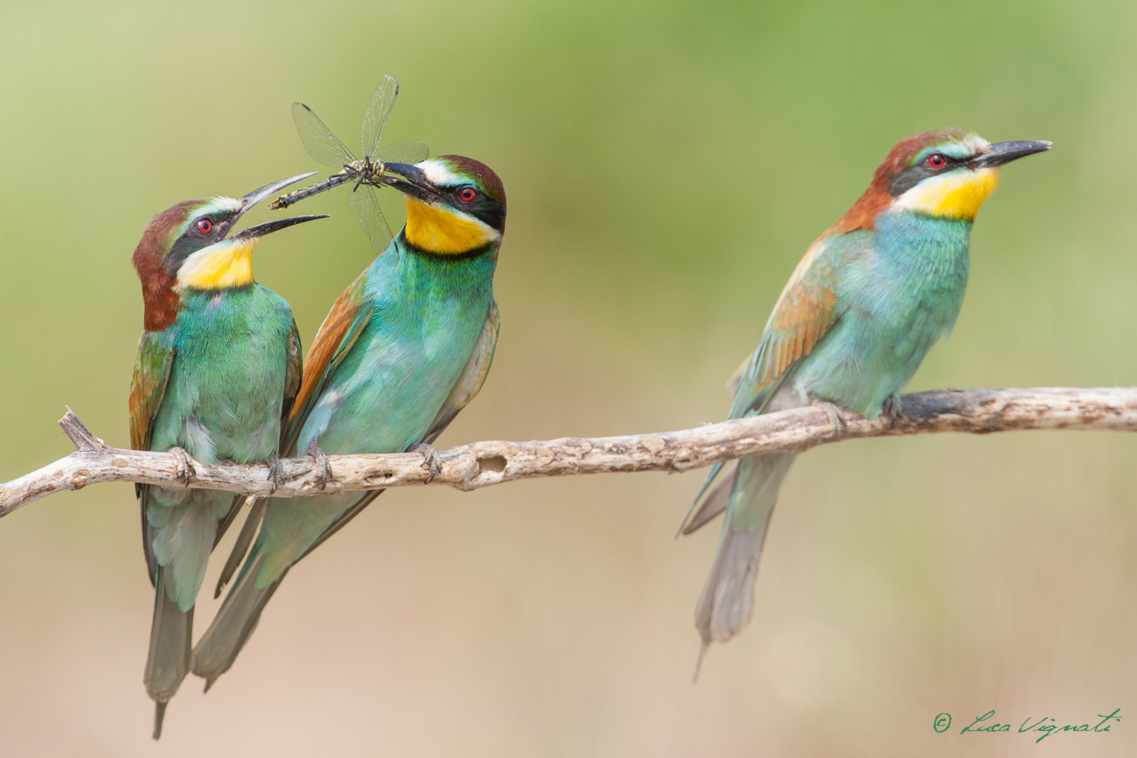 him, her and the third wheel