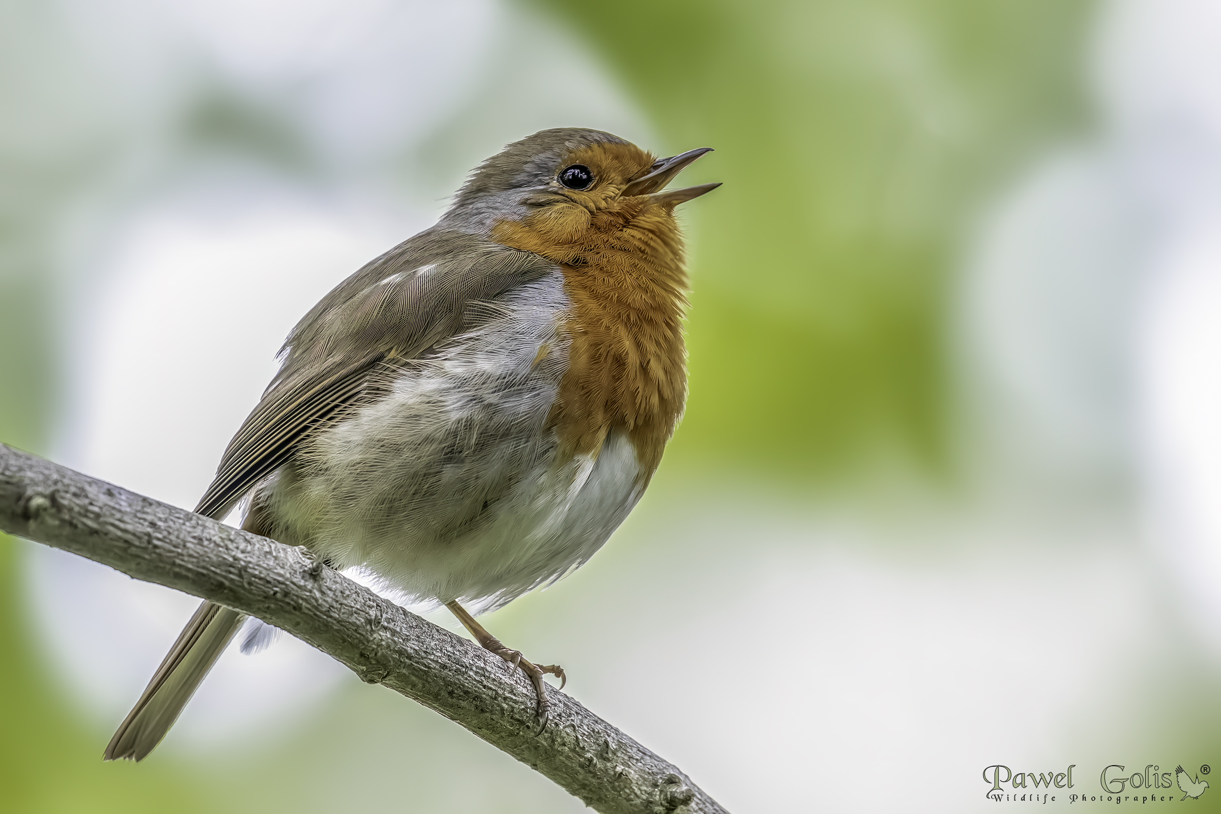 European robin (Erithacus rubecula)