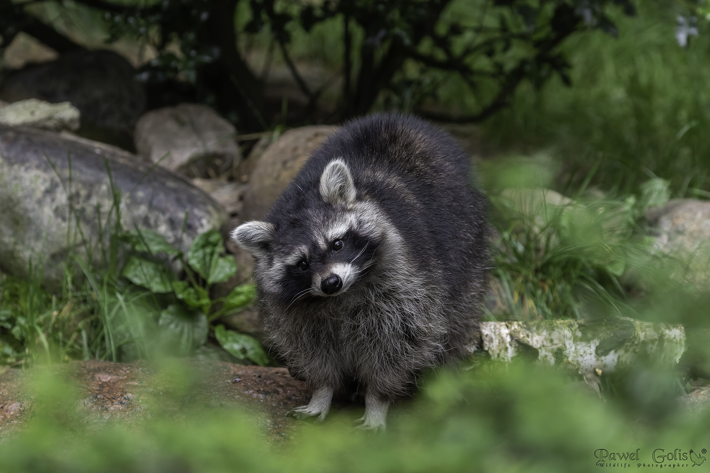 Procione (Procyon lotor)