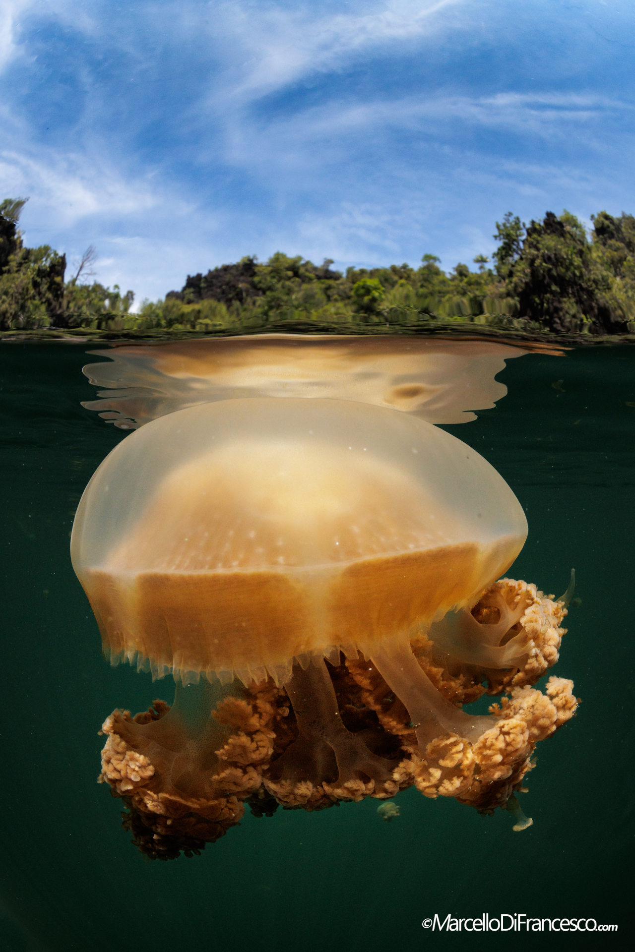 Jellyfish Lake