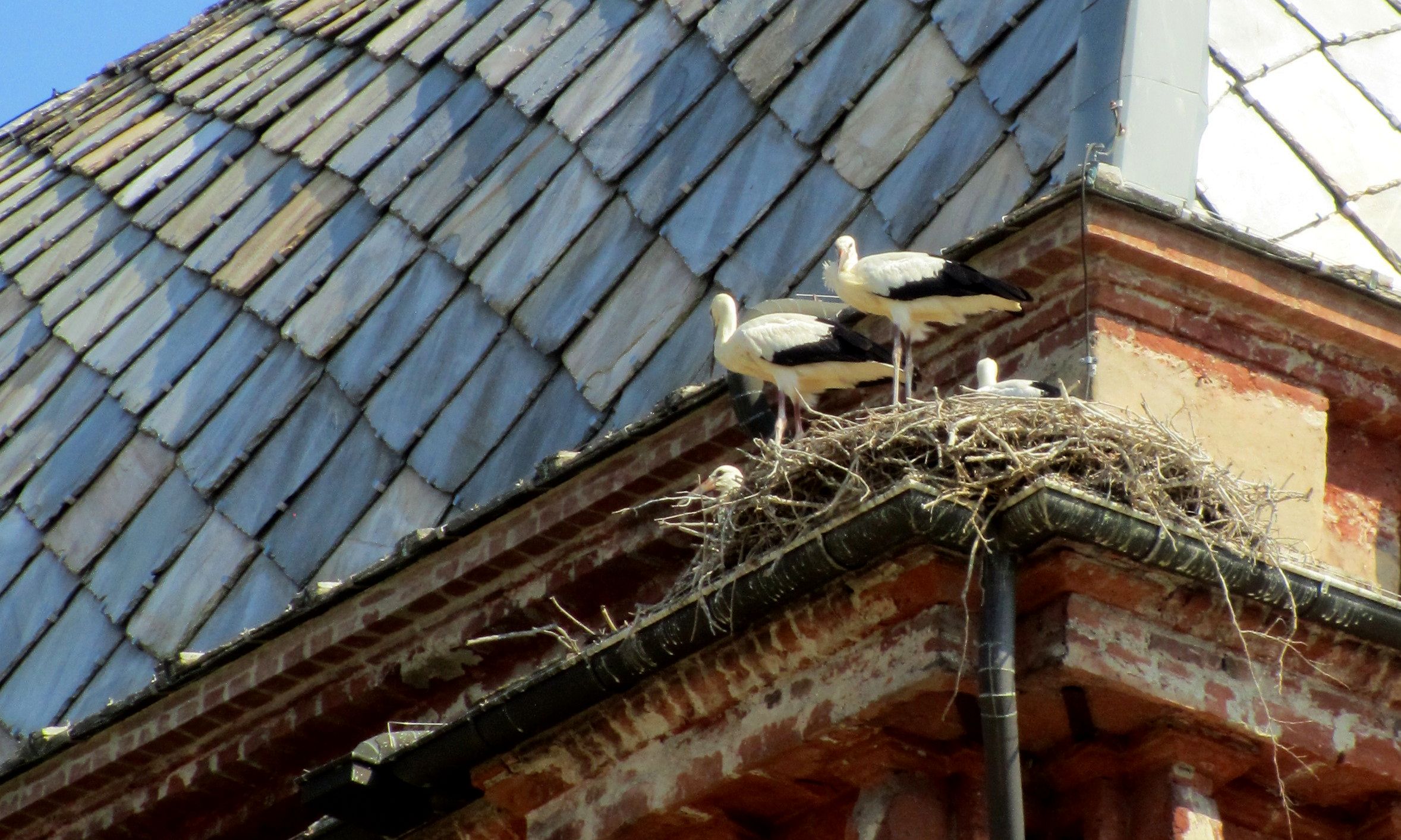 Cicogne a Racconigi