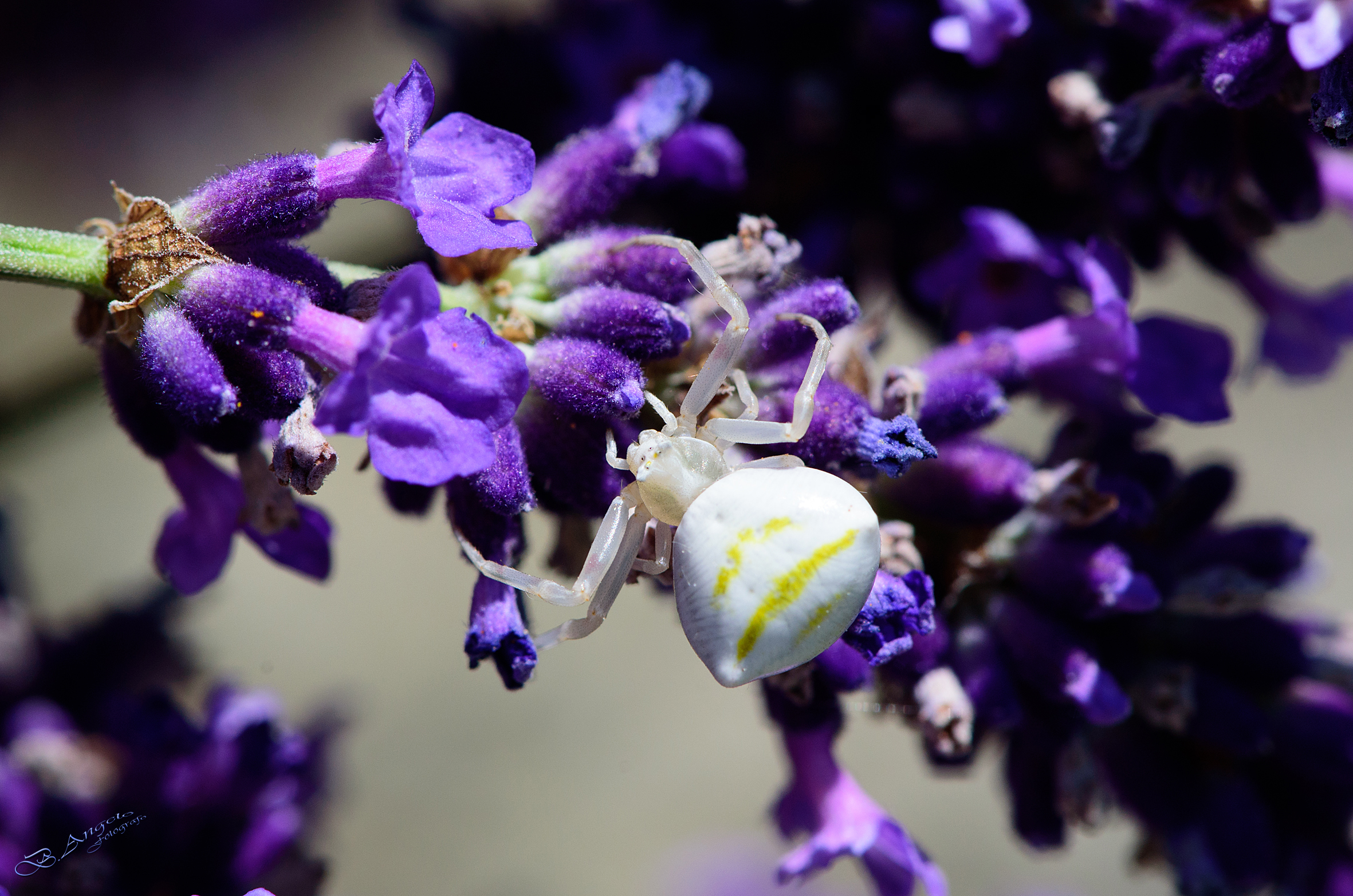 " piccolo ragno su lavanda "