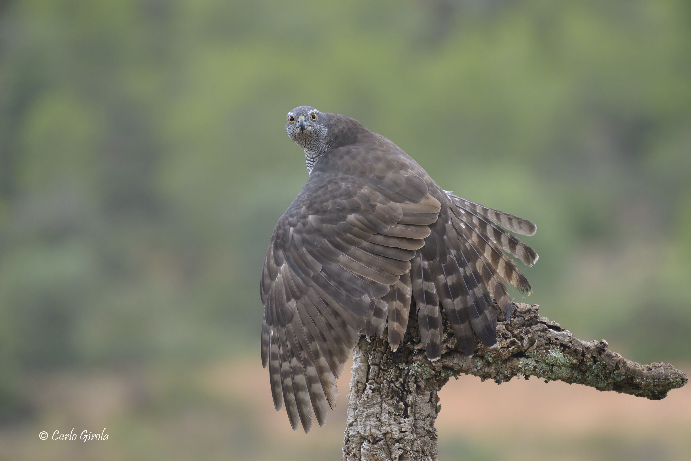 Goshawk (Accipiter gentilis)