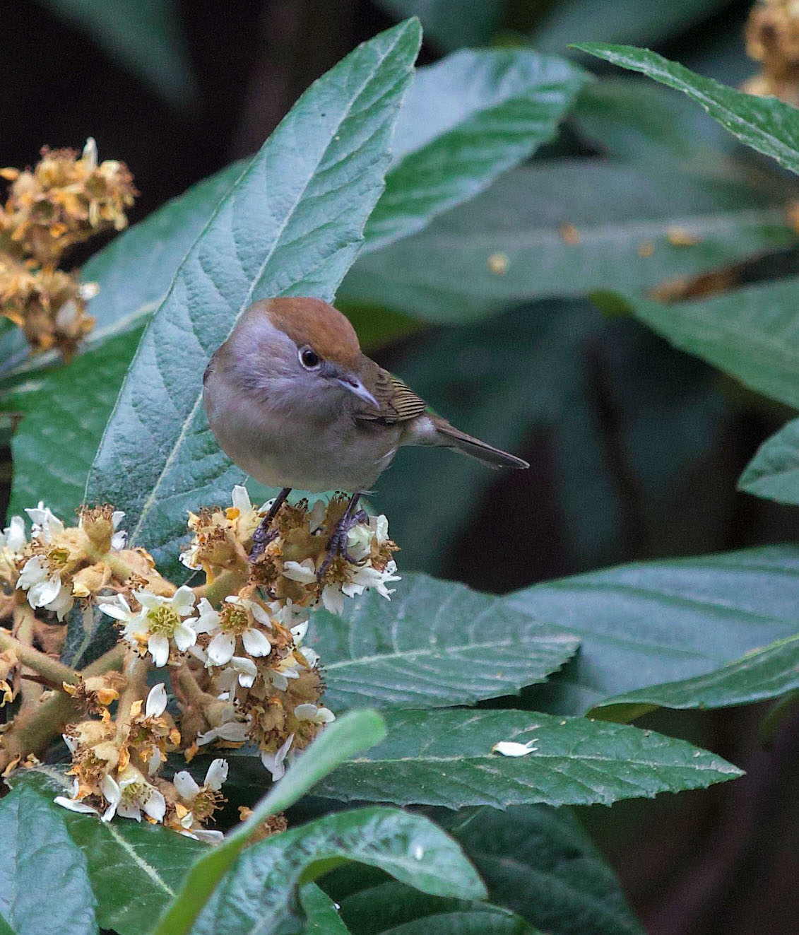 Female Blackcap