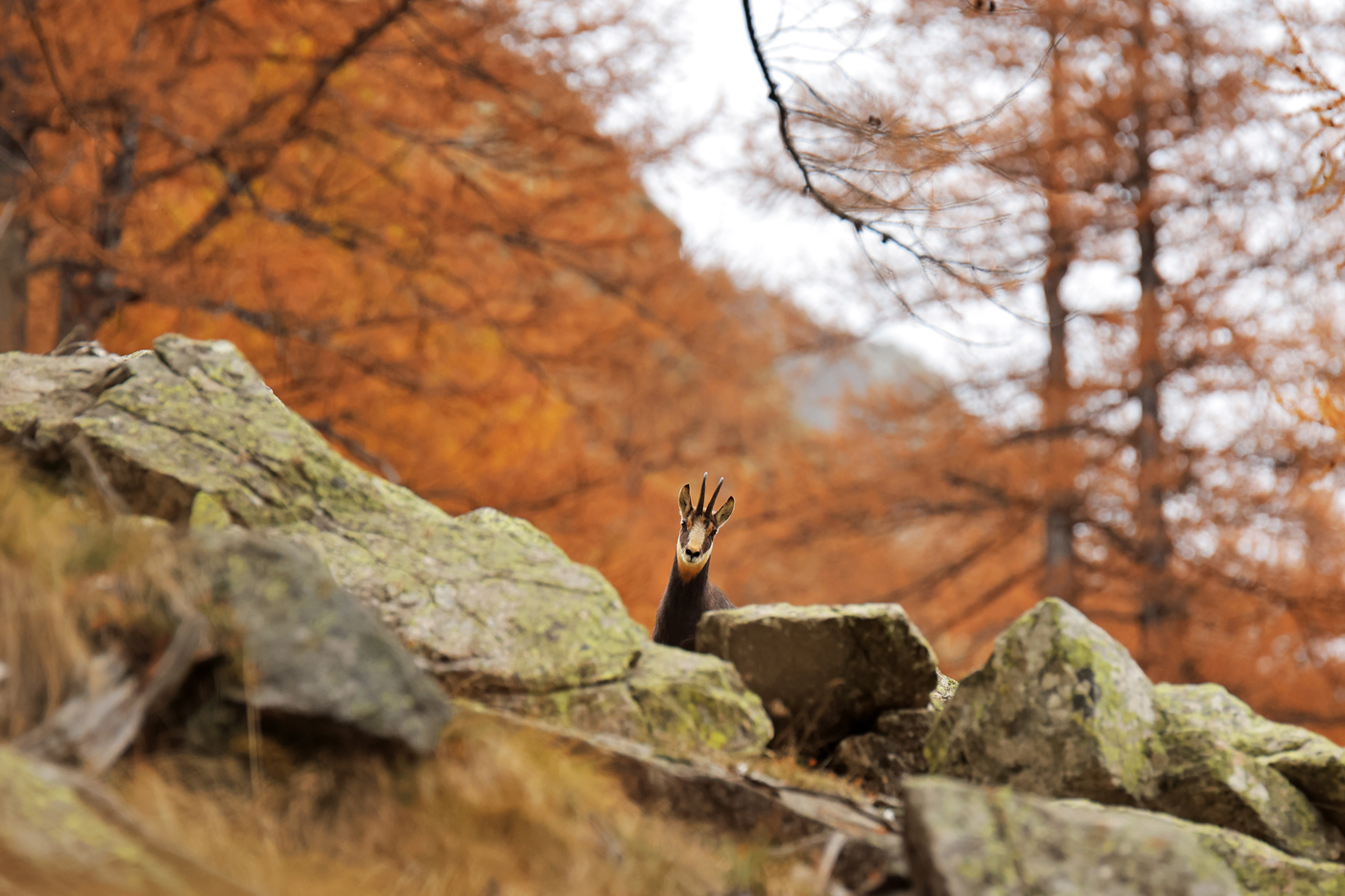 Chamois