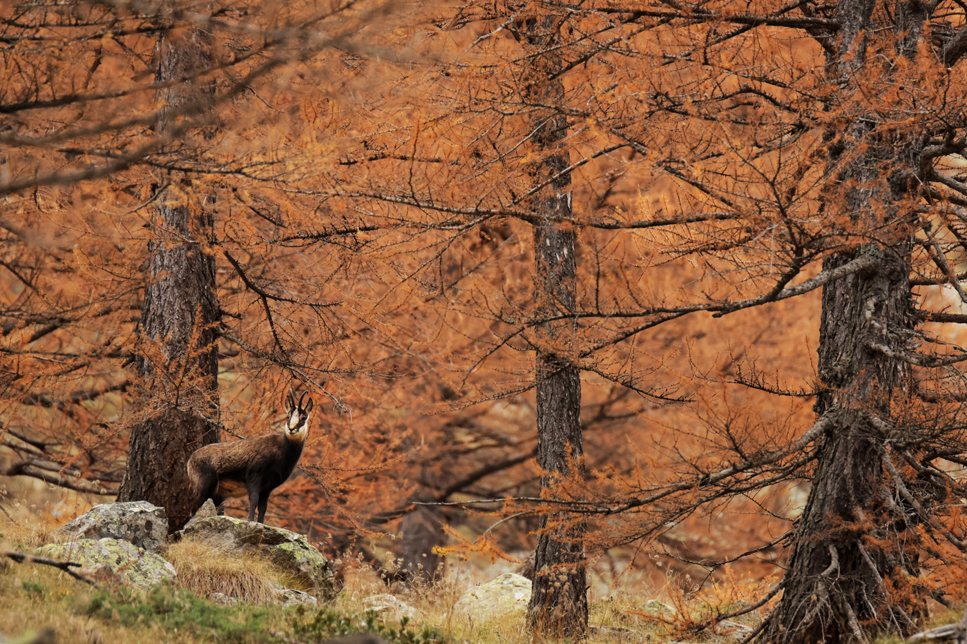 Chamois