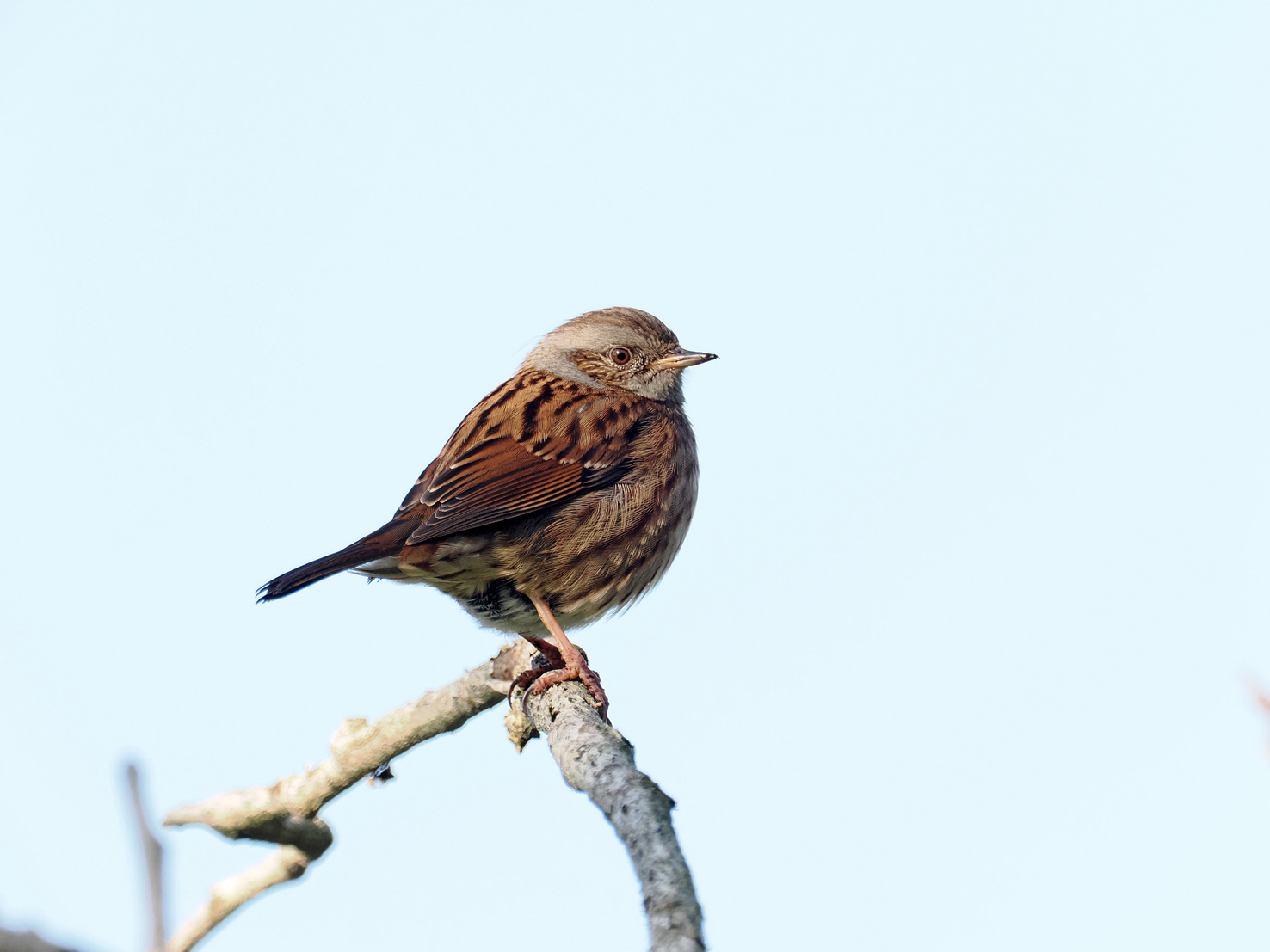 Dunnock