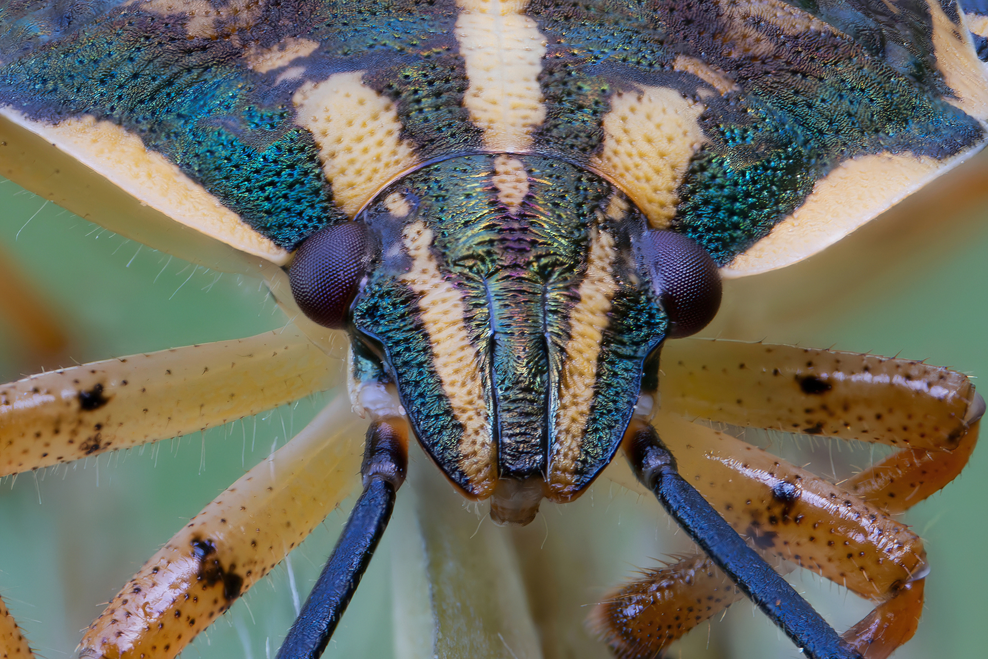 Ninfa di Carpocoris sp.