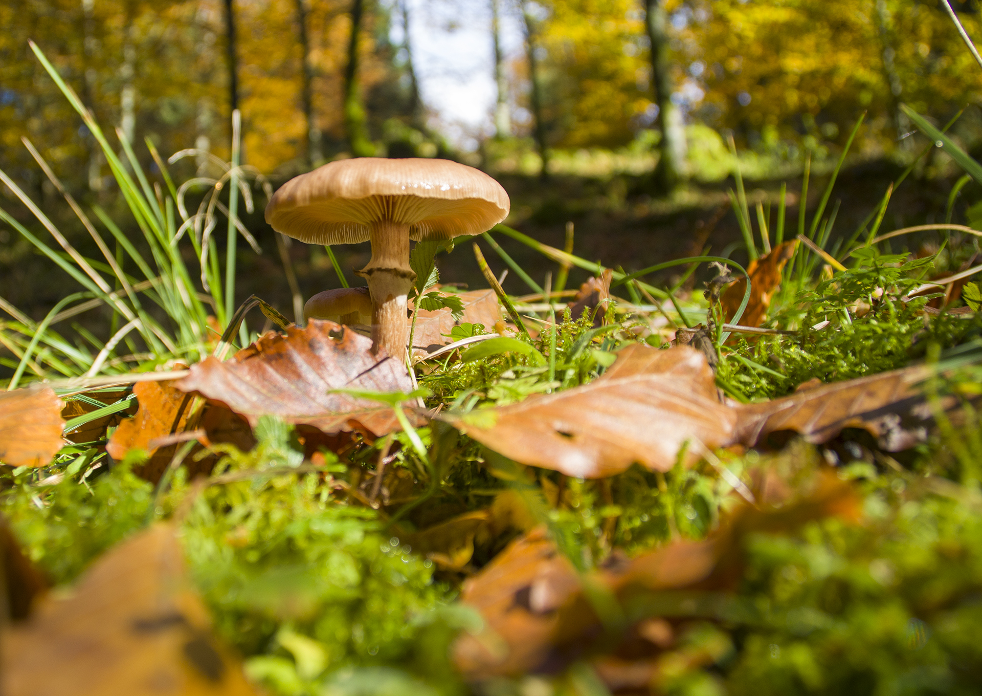 Autunno in Cansiglio