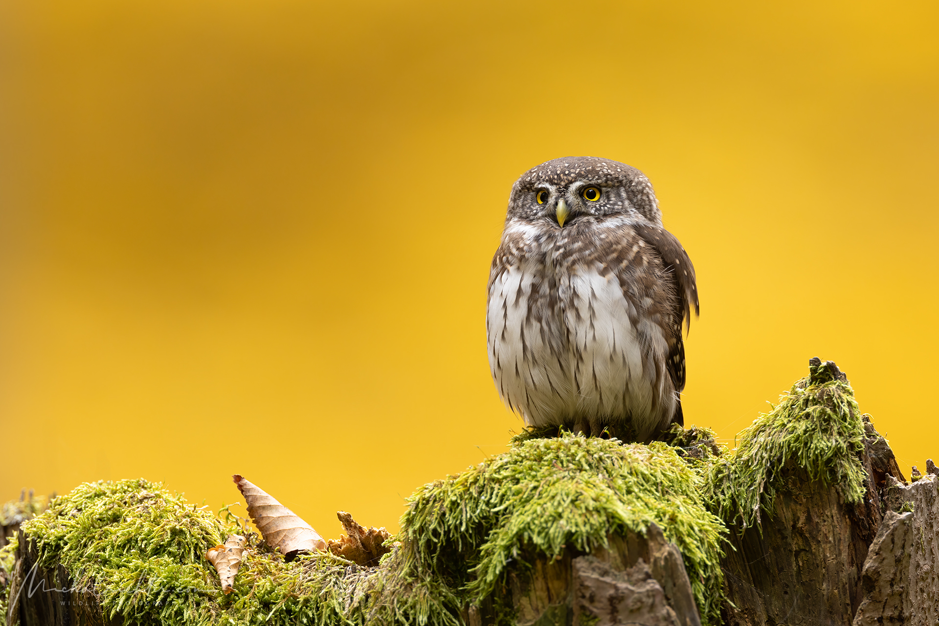 Glaucidium passerinum (Eurasian pygmy owl)