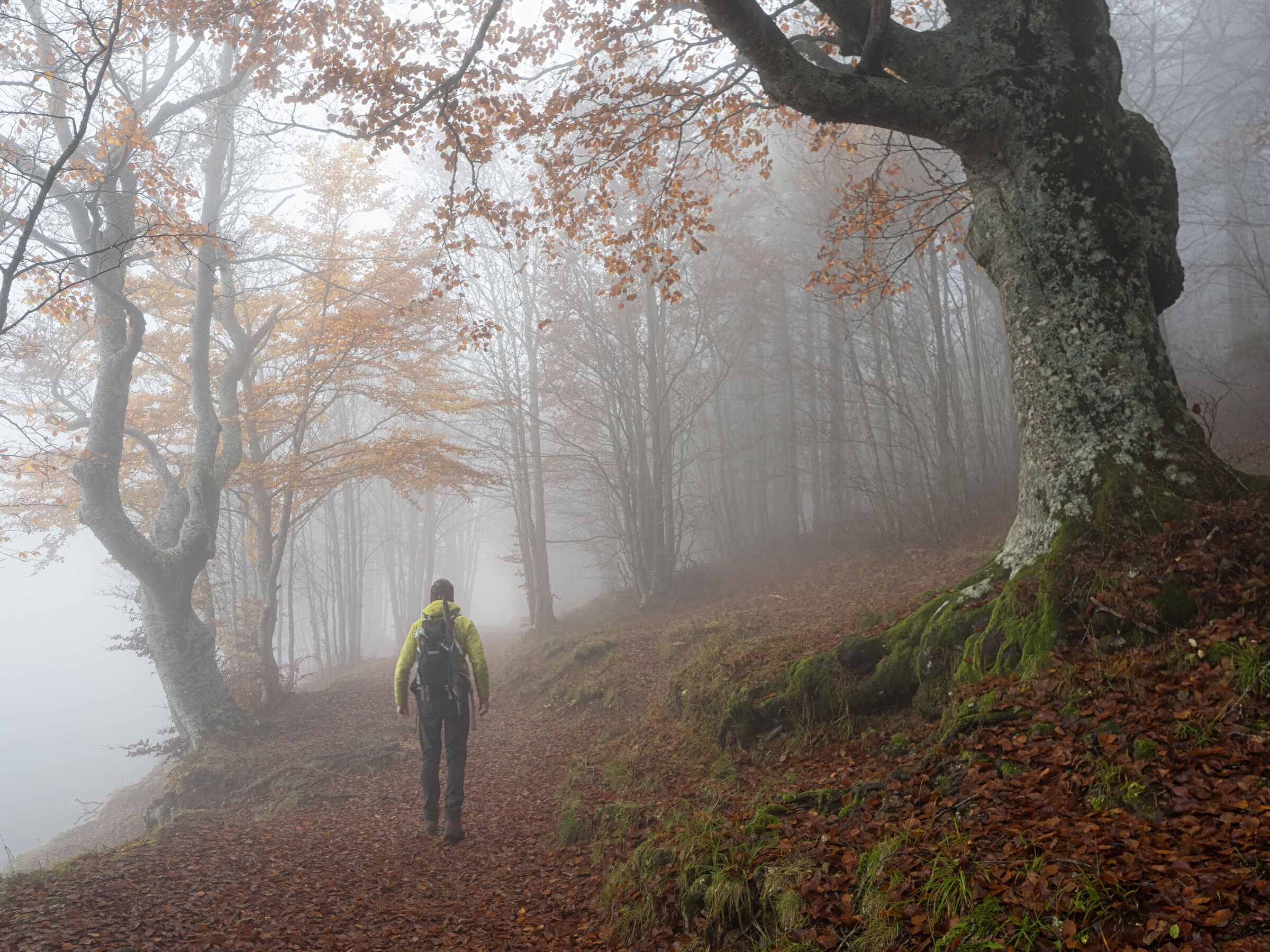 Il bosco delle Fate...