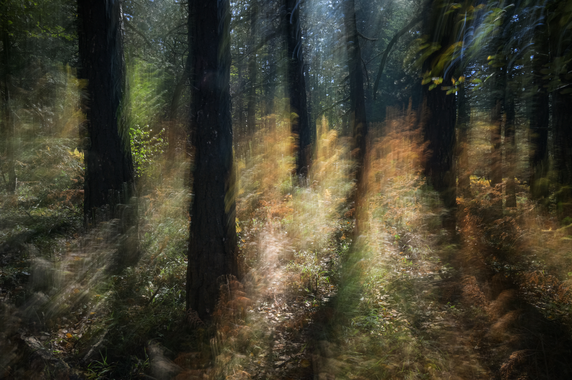 Nature Illusion pt1