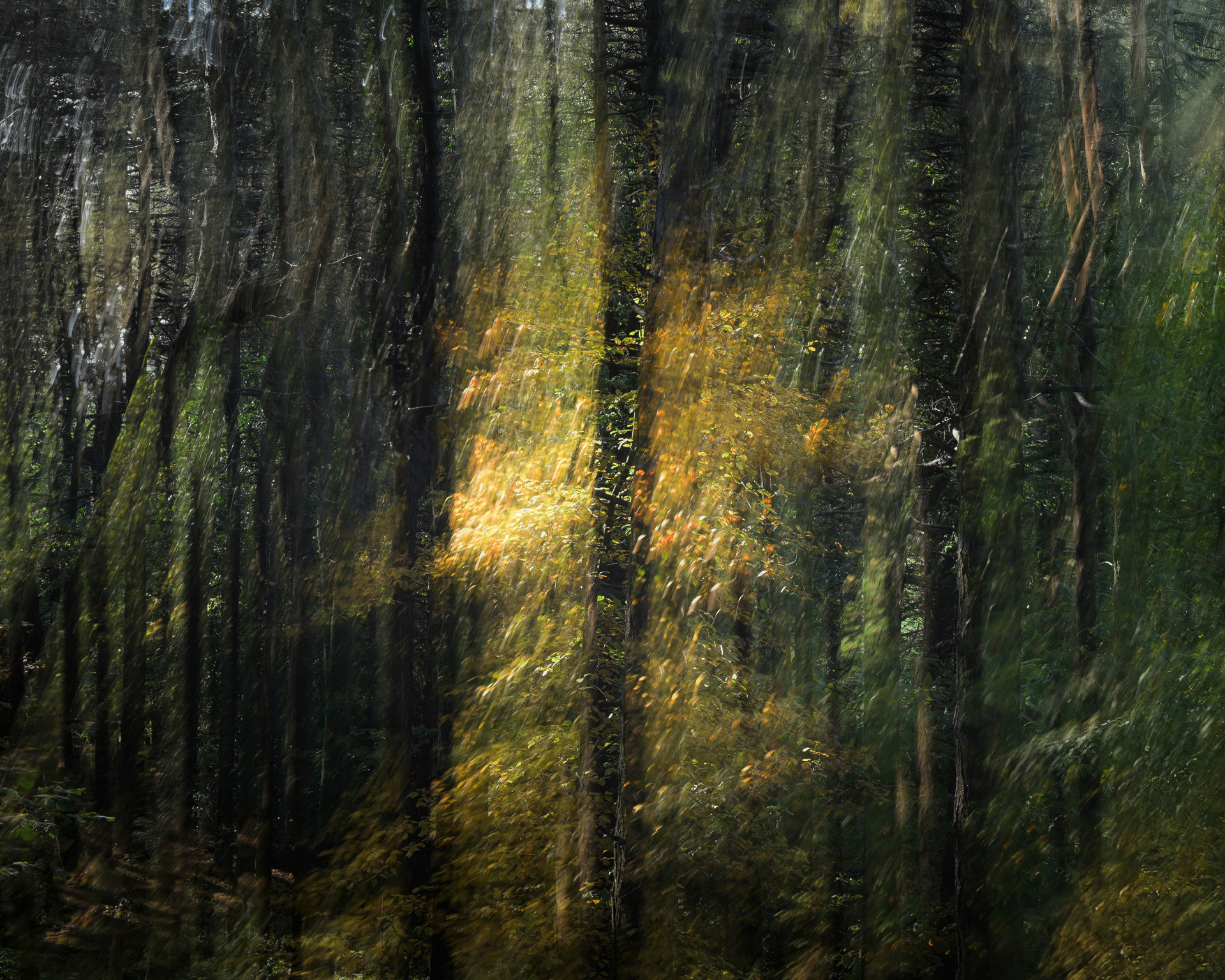 Nature Illusion pt2