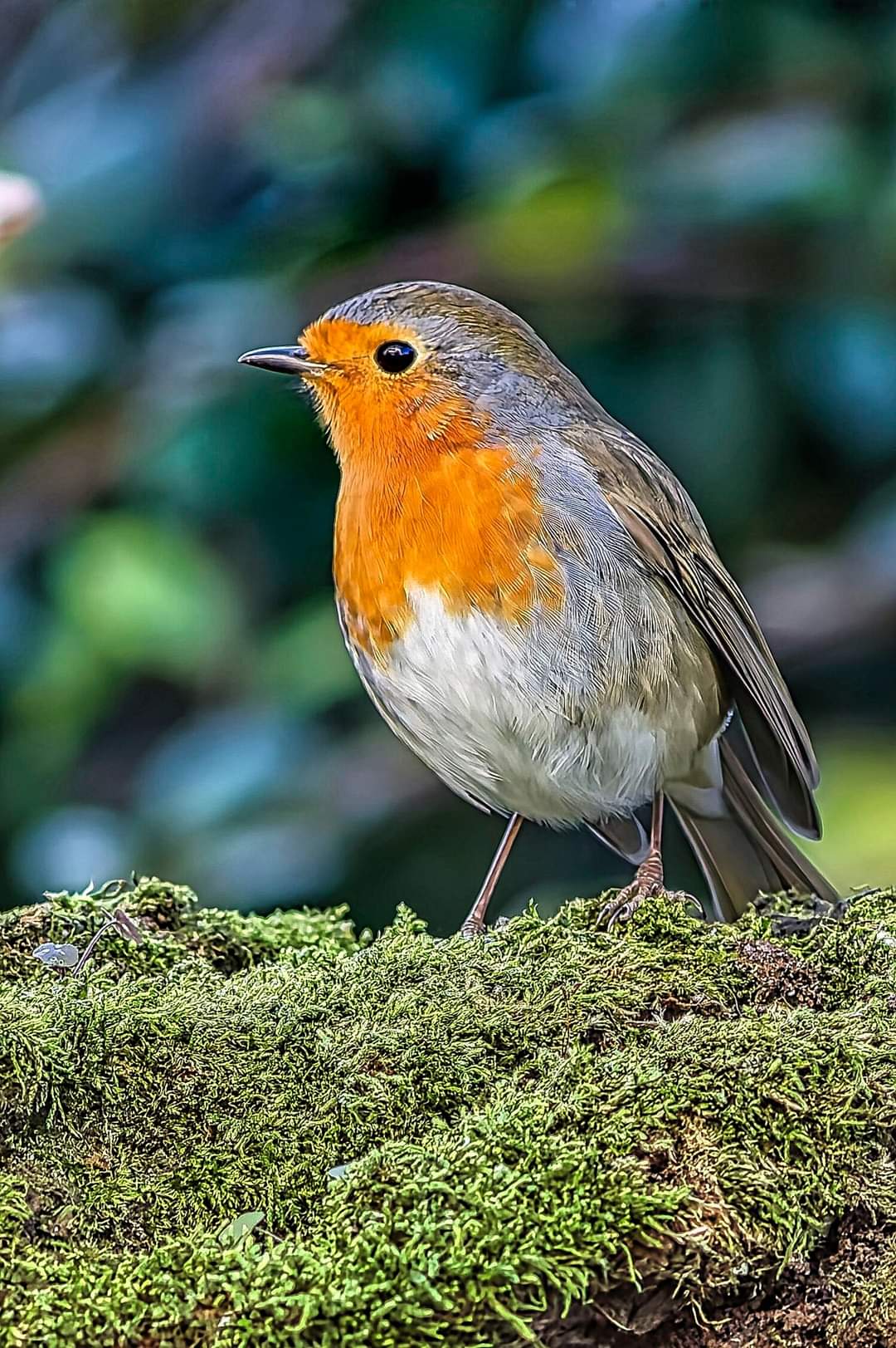 Robin