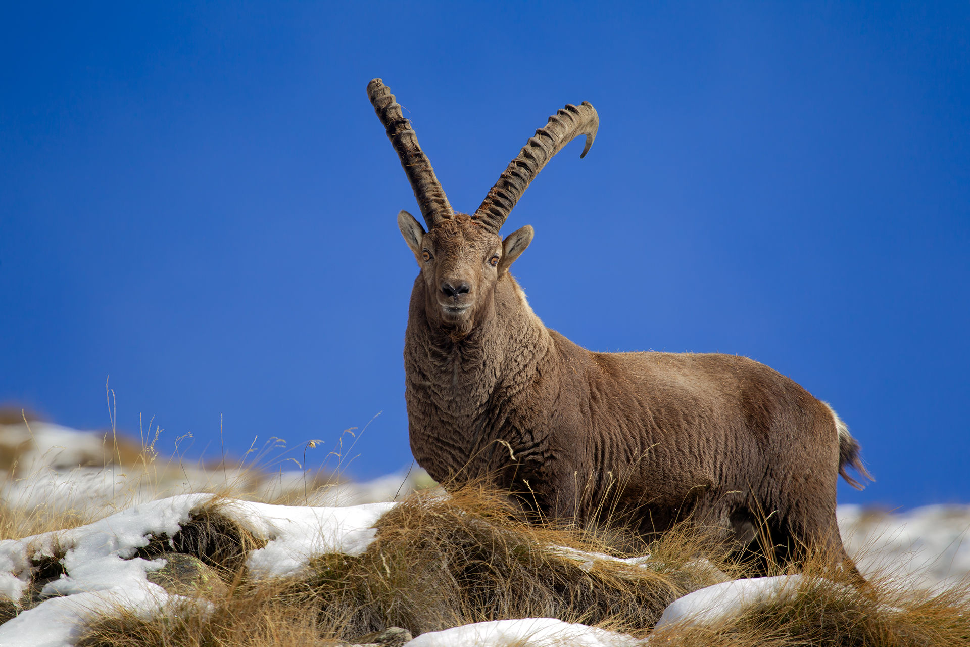 Stambecco adulto (Capra ibex)
