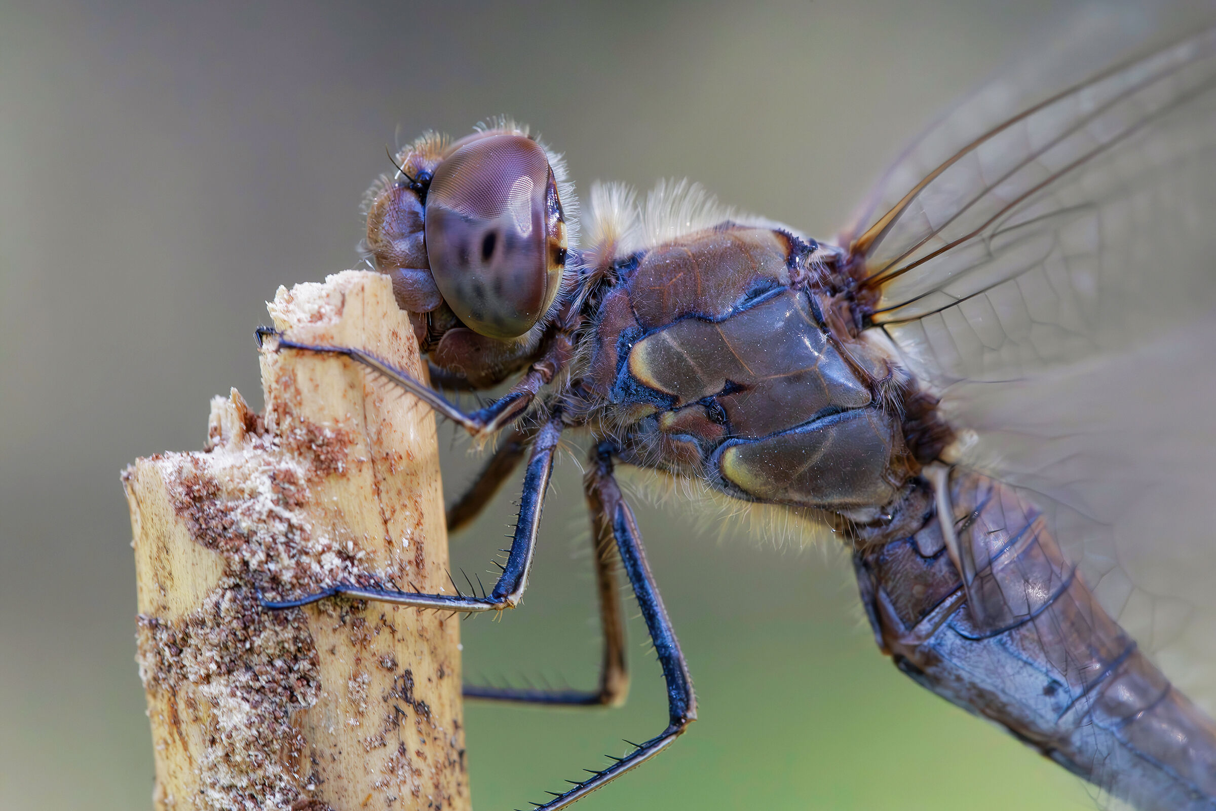 Sympetrum striolatum (femmina)