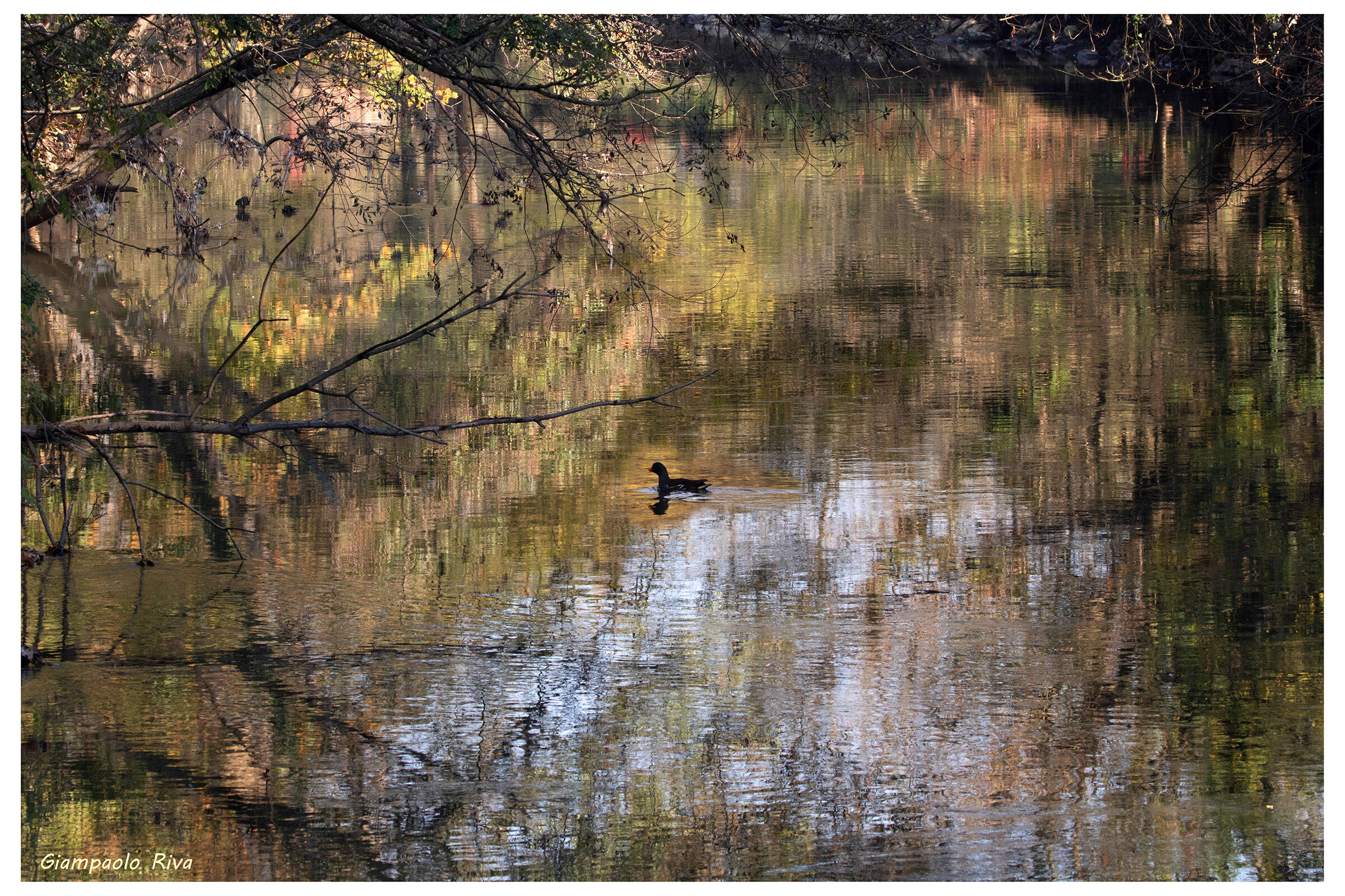 Gallinella nel Lambro autunnale