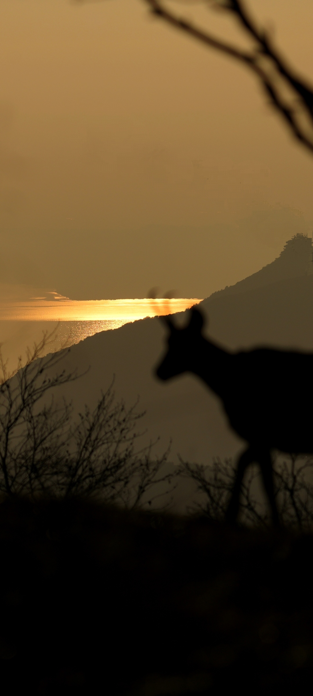 Controluce