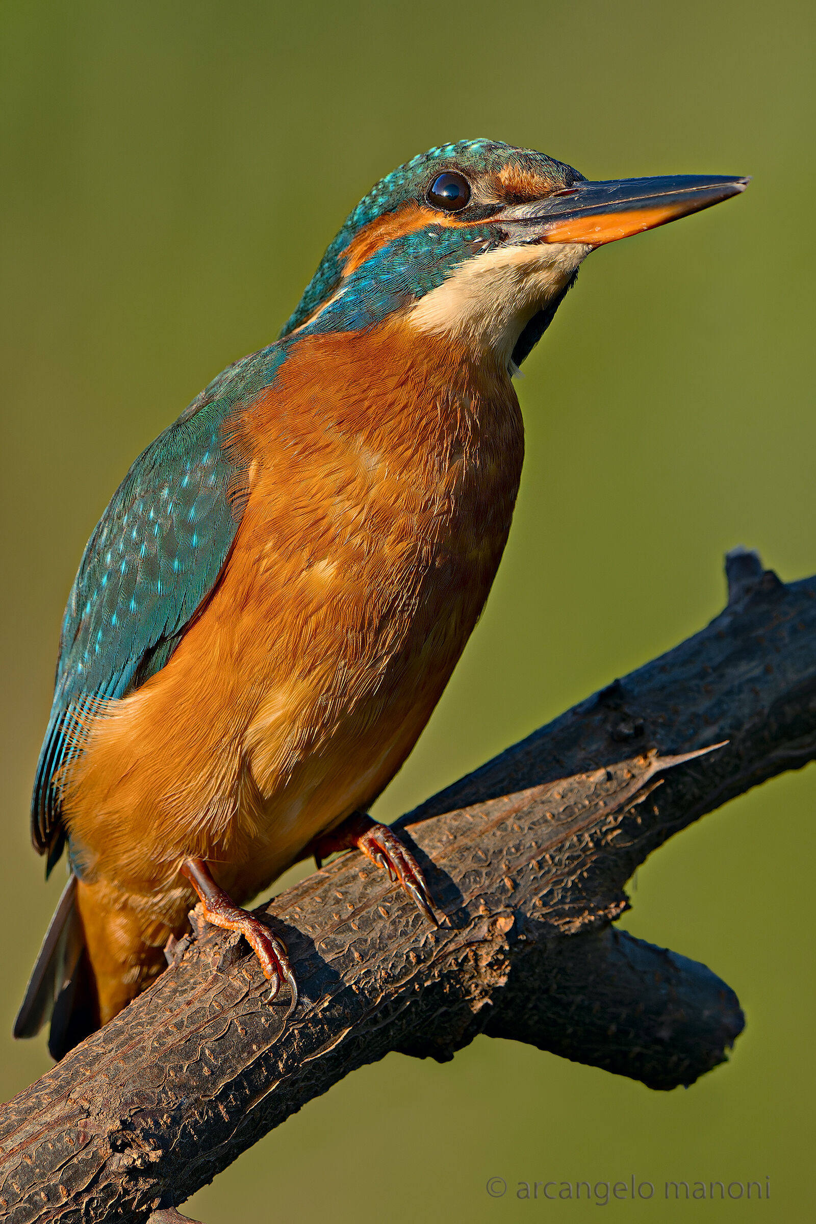 Il magico sguardo della martina