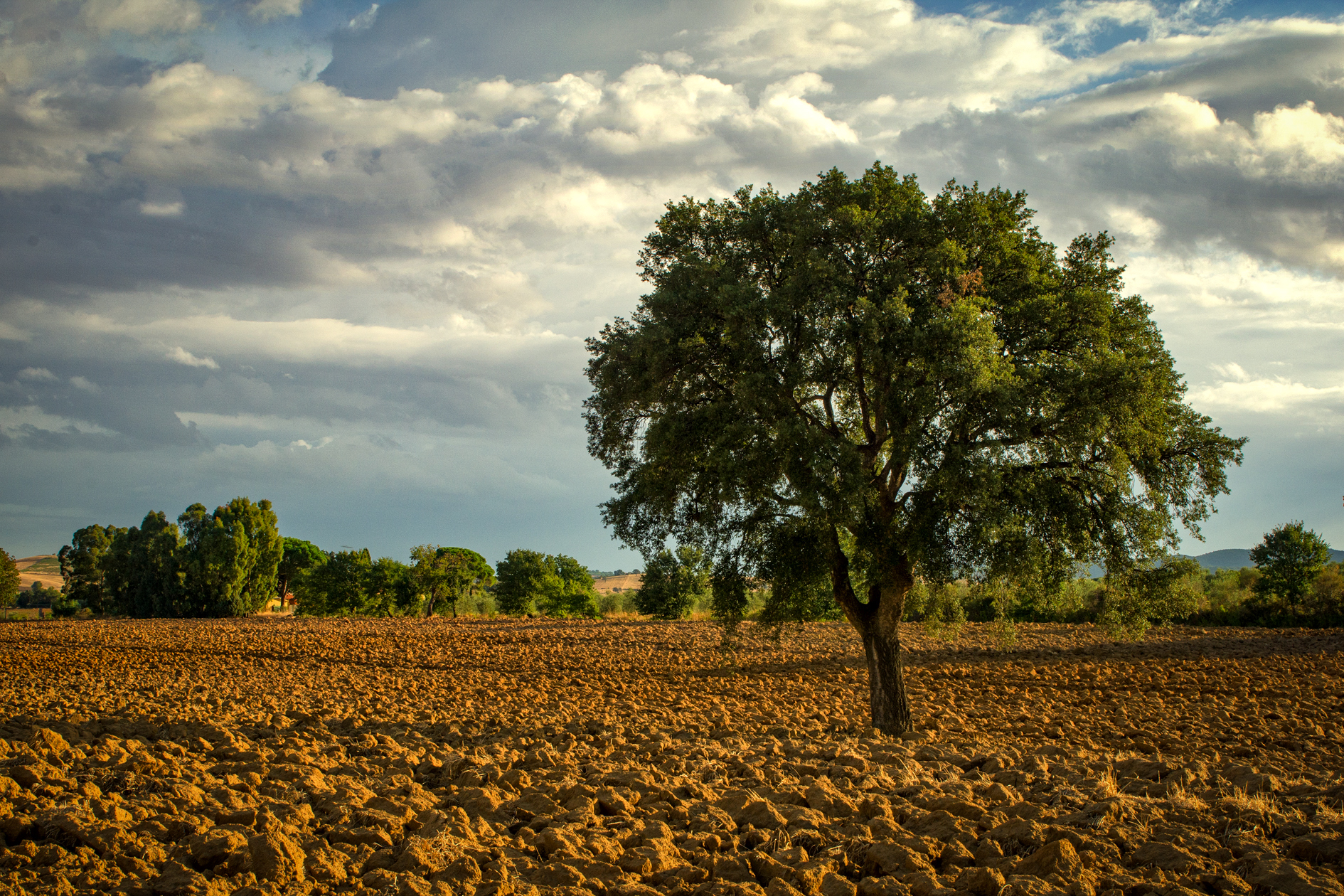 Terra di Maremma
