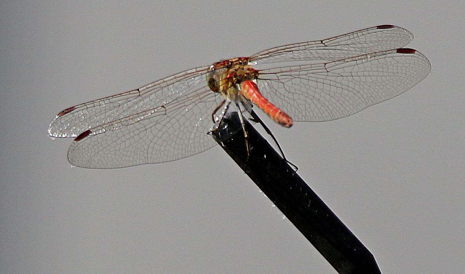 Macro test with 150-600