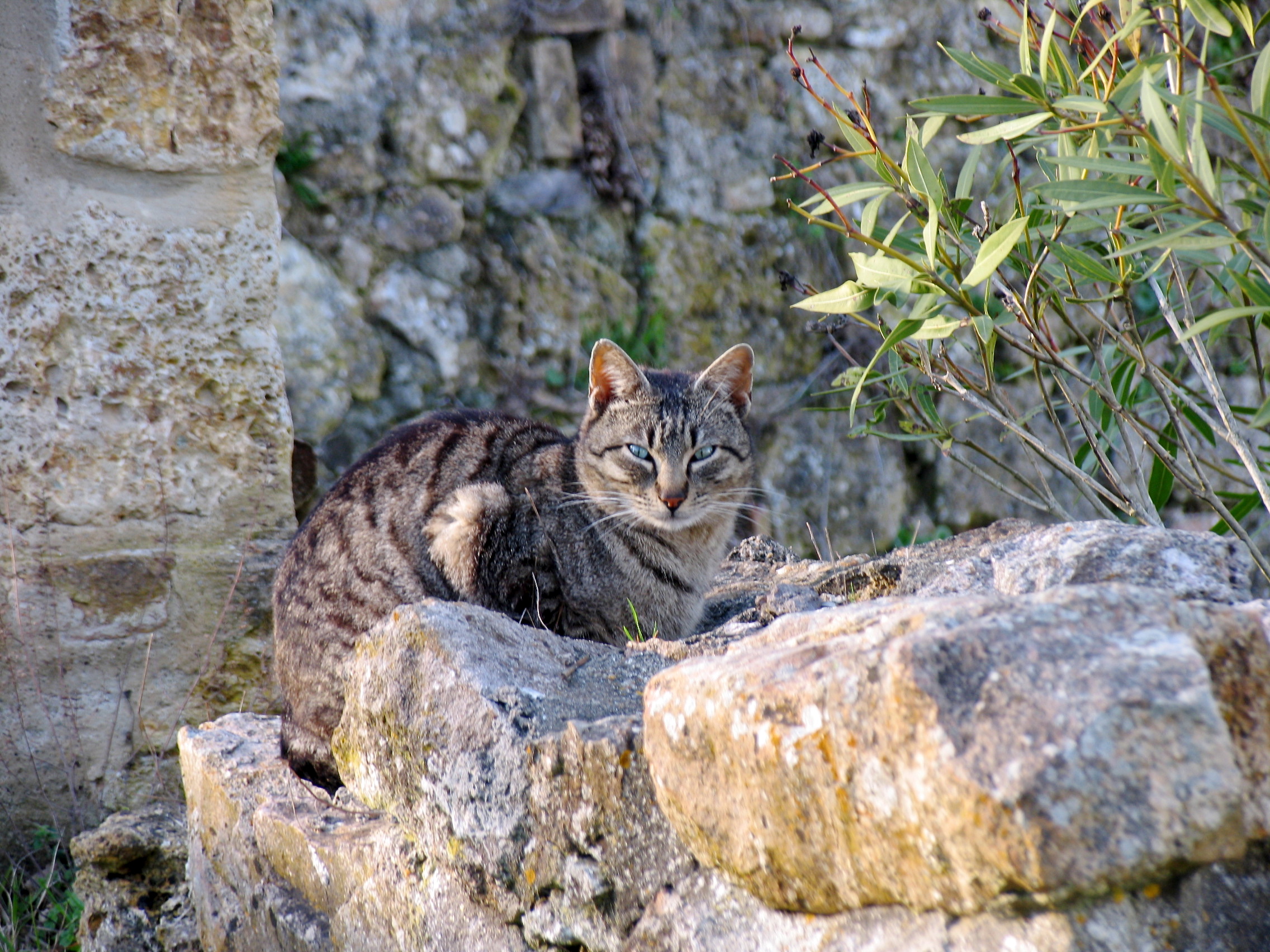 Gatto dagli occhi verdi