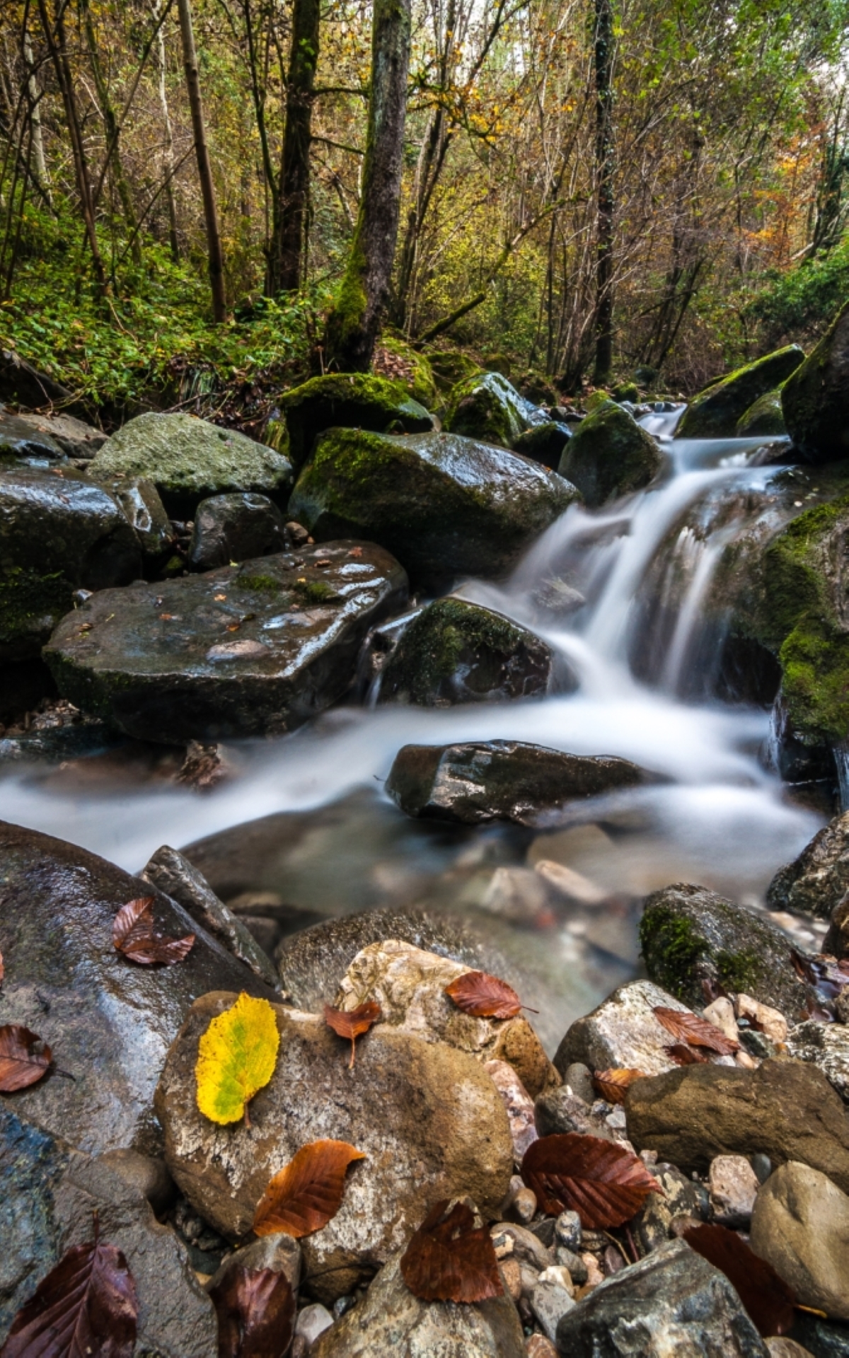 Forest in Autumn