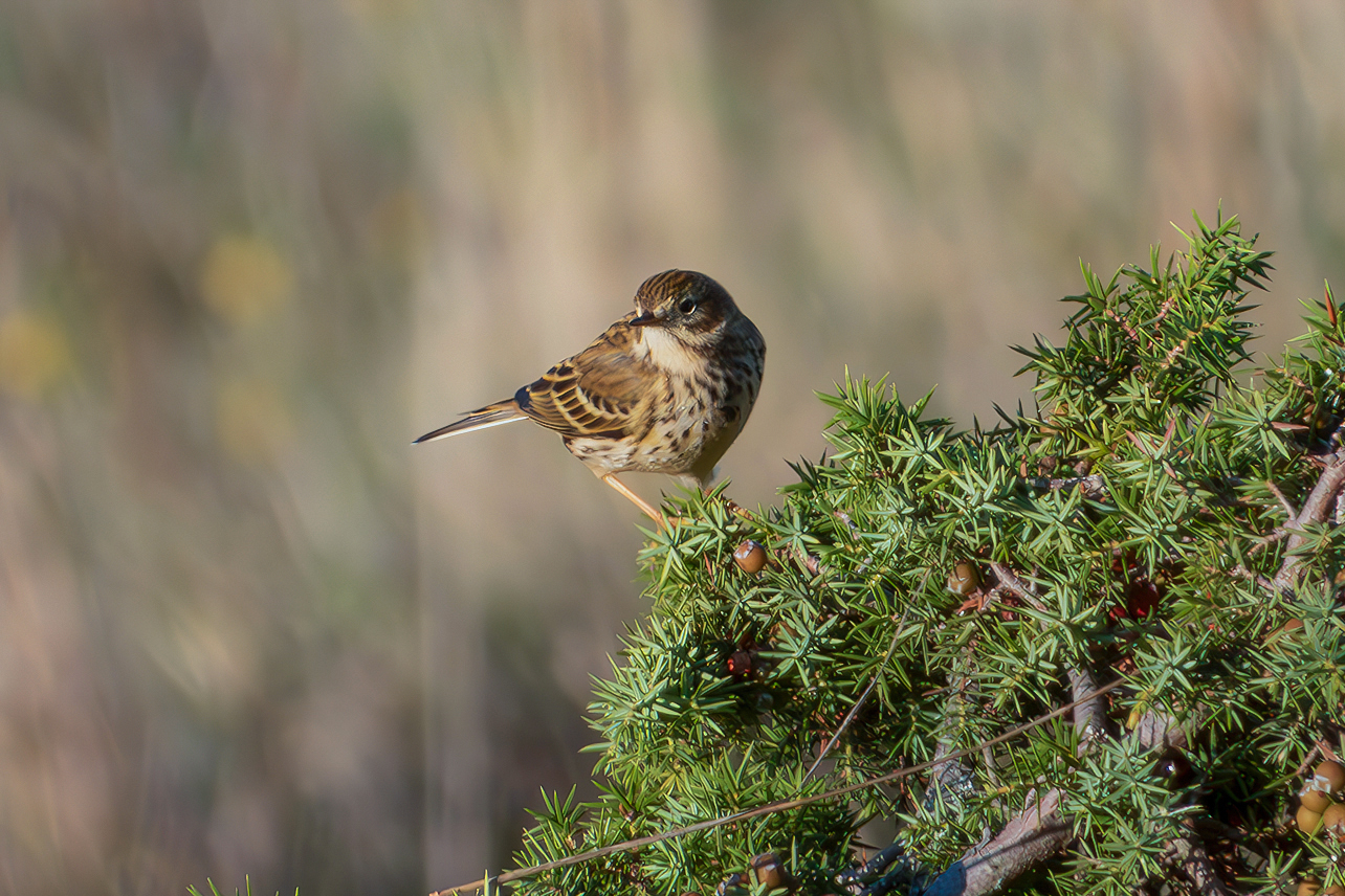 Meadow pipit