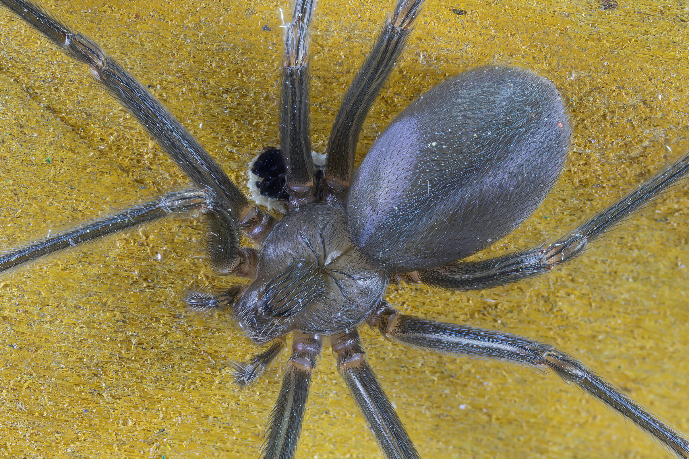 Loxosceles rufescens