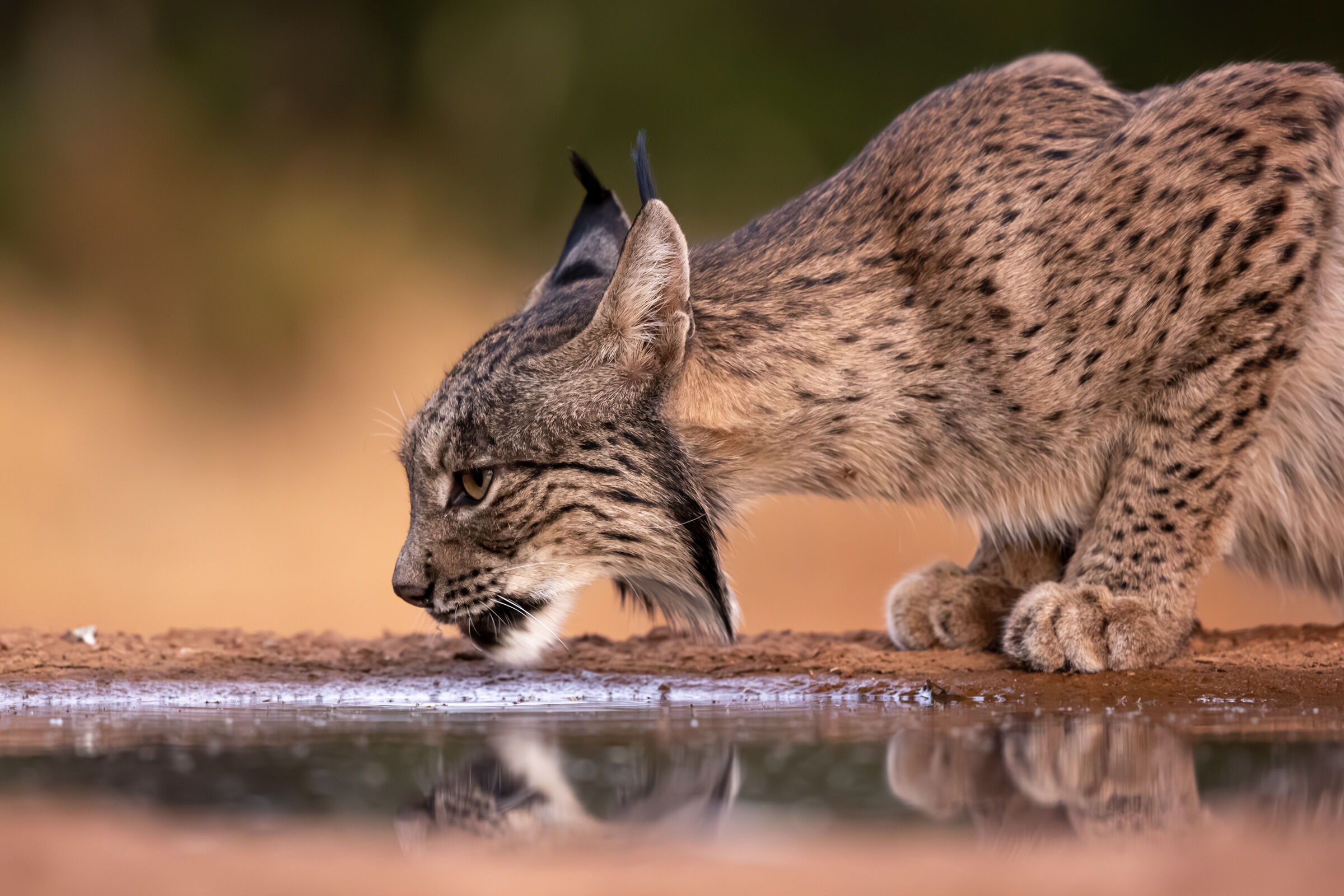 Iberian Lynx...