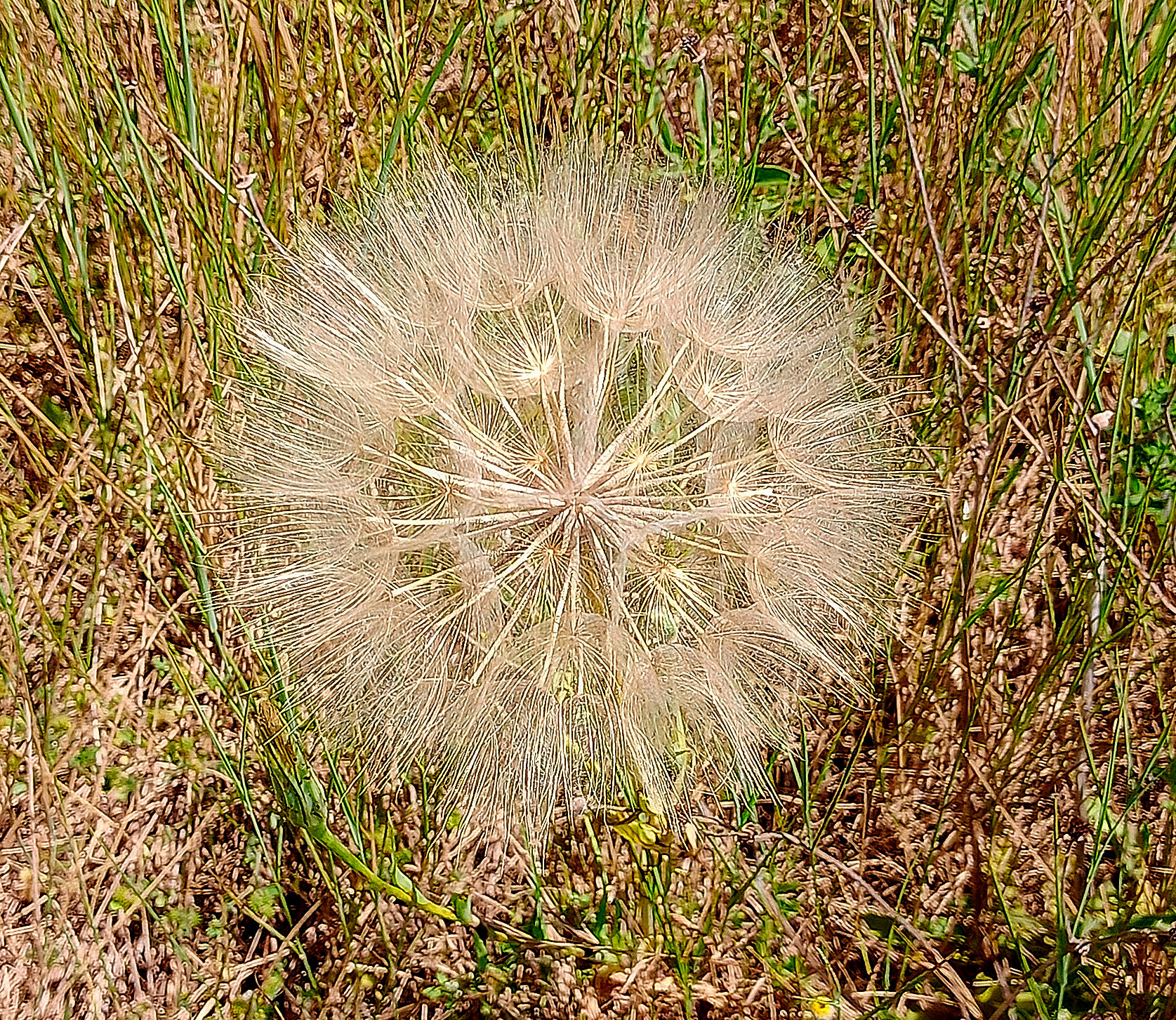 The dandelion dandelion