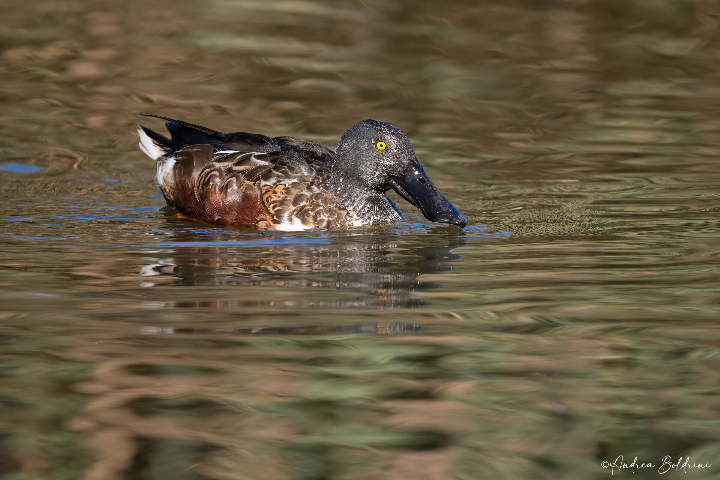 Shoveler