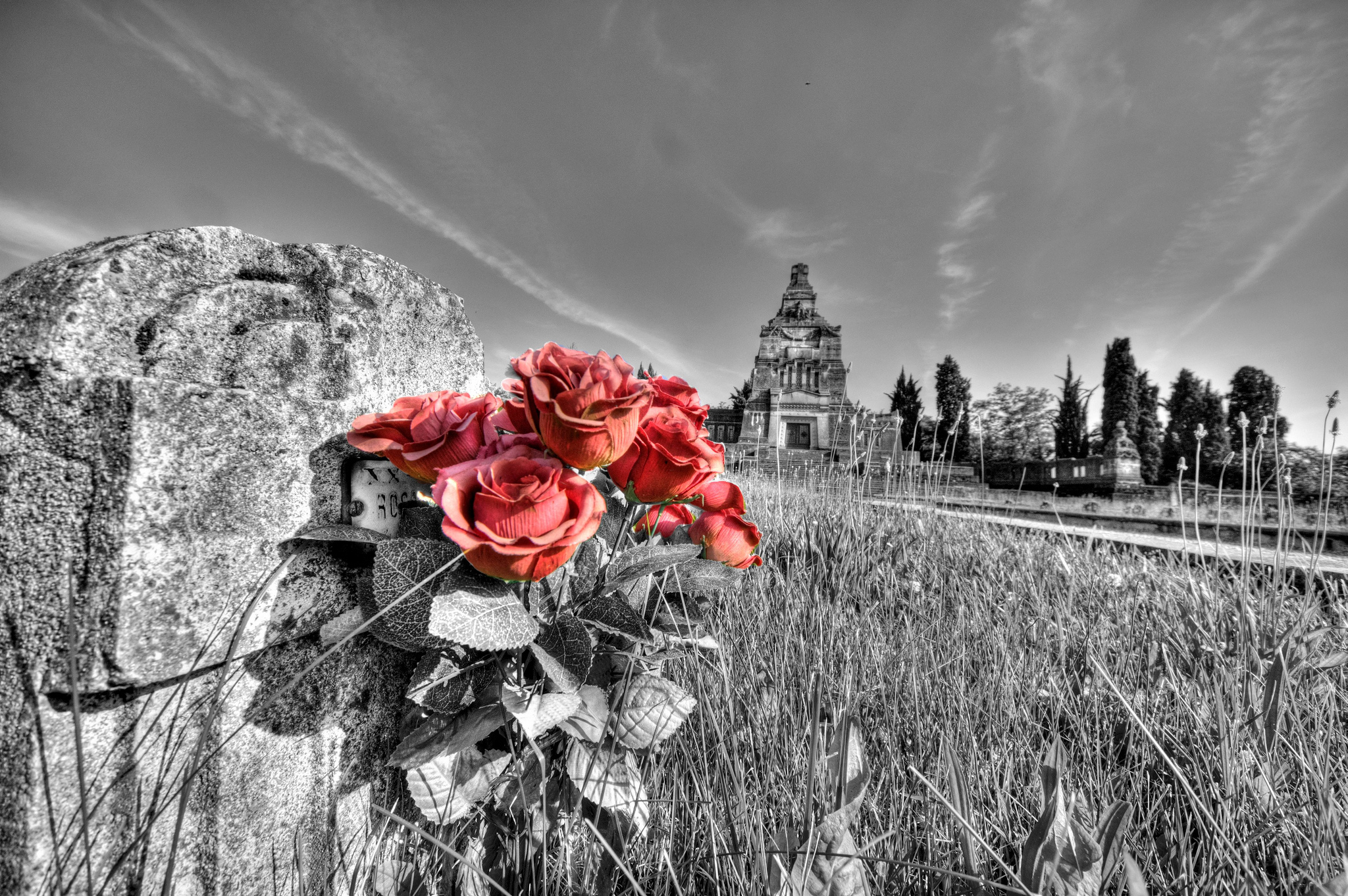 Red roses in the cemetery Crespi
