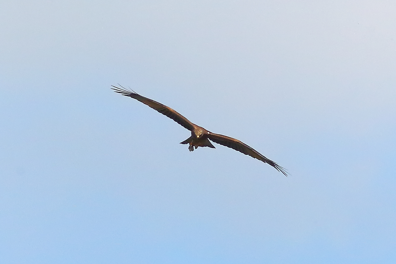 Nibbio bruno 09 maggio 2024 - 8878