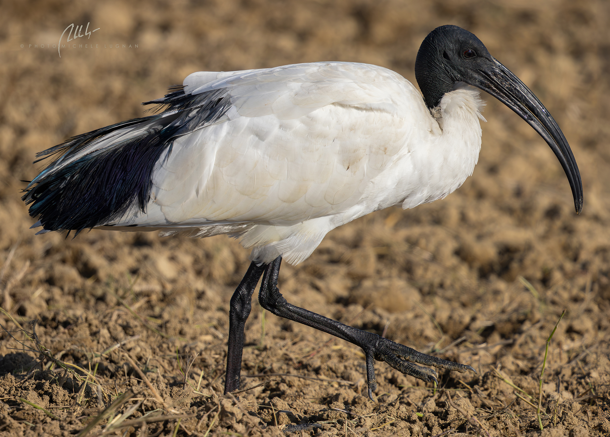 Sacred Ibis