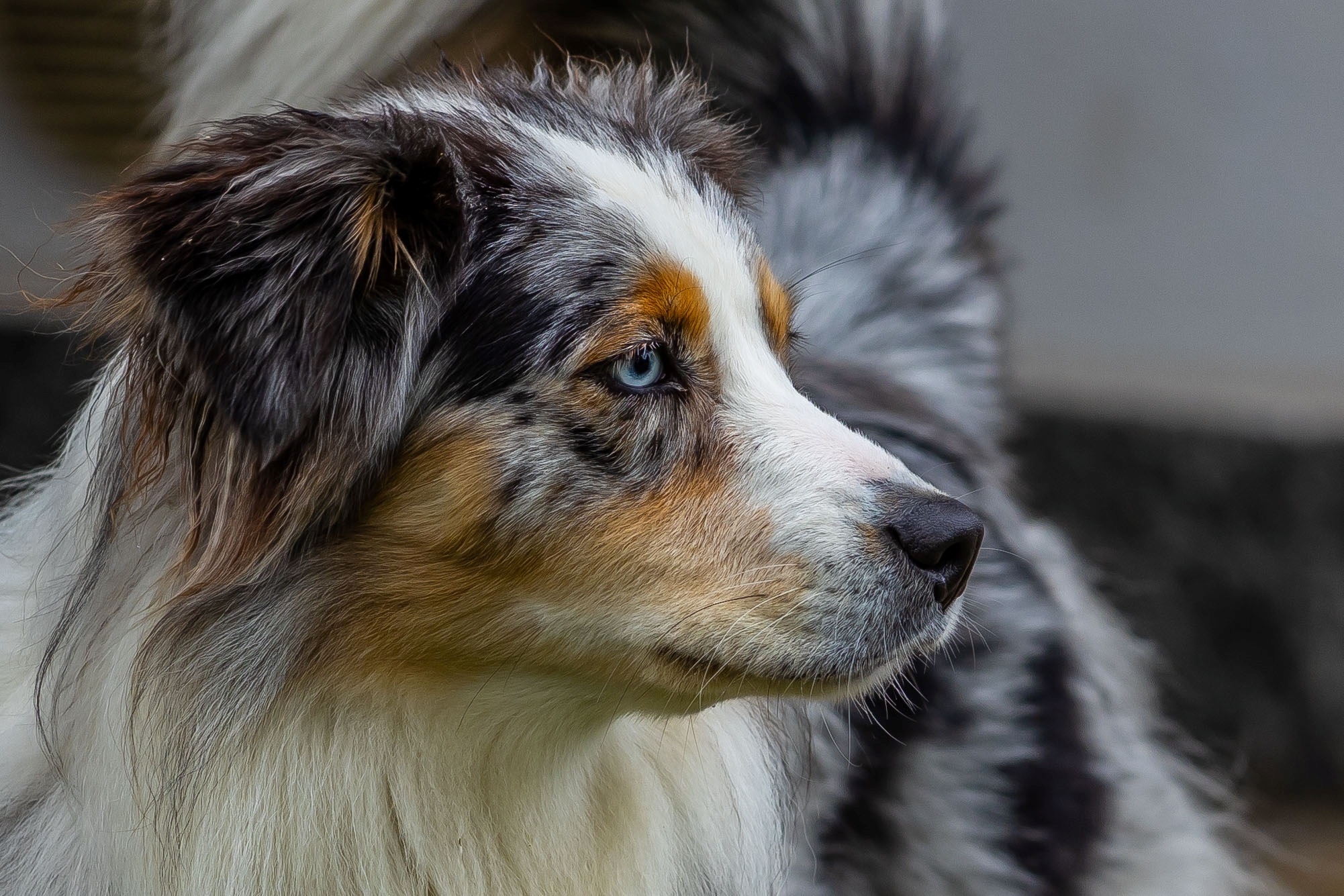 Australian Shepherd 2