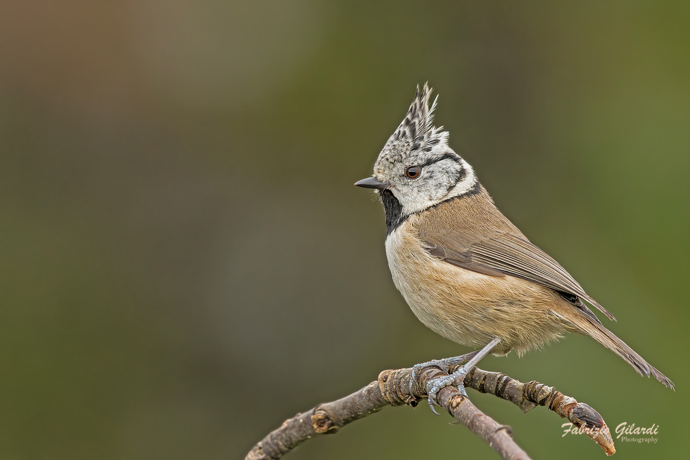 Lophophanes cristaus (Cincia dal ciuffo)